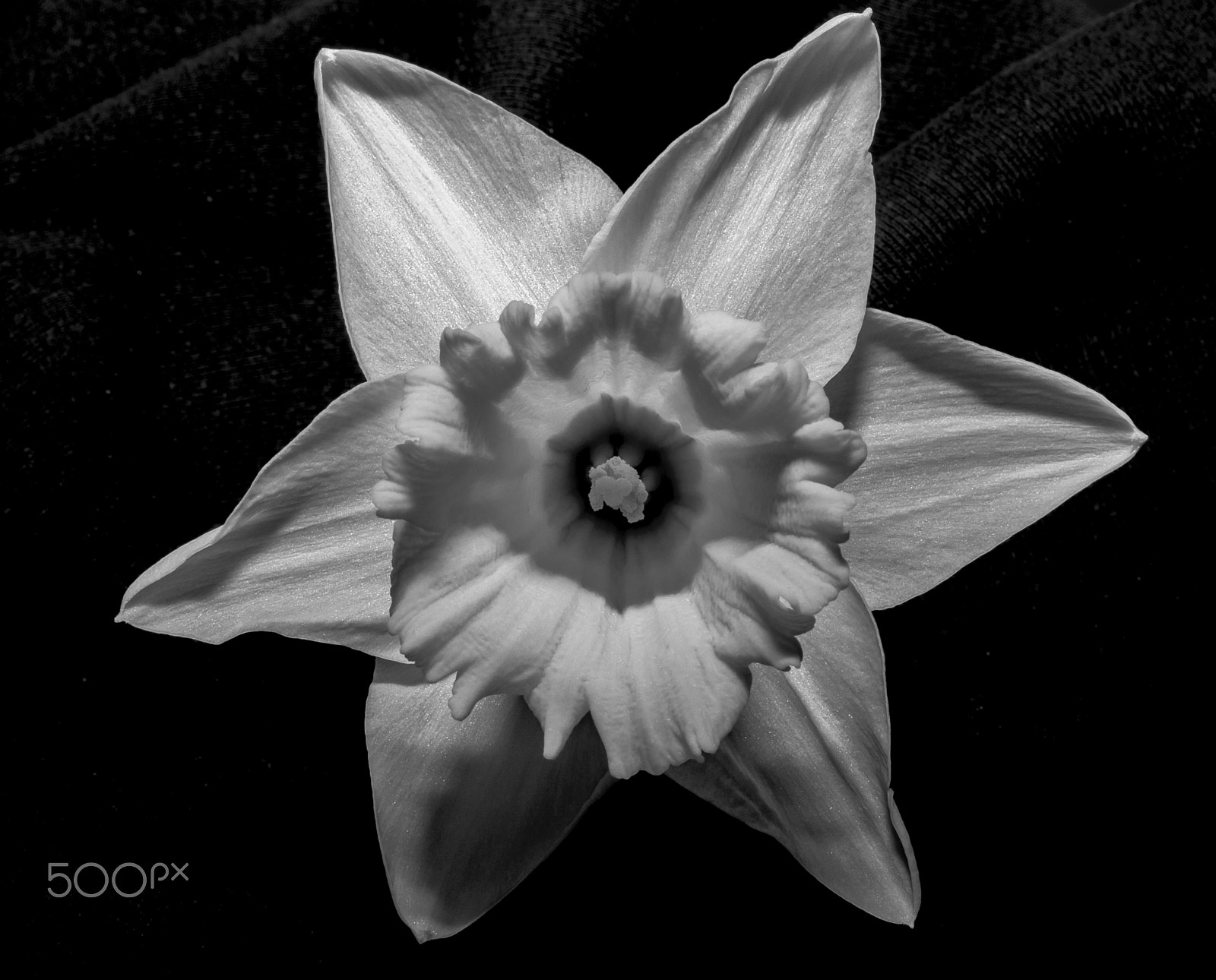 Sony SLT-A58 sample photo. Daffodils... photography