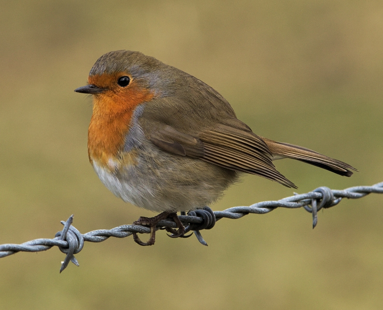 Pentax K-3 sample photo. Bird in the wire photography
