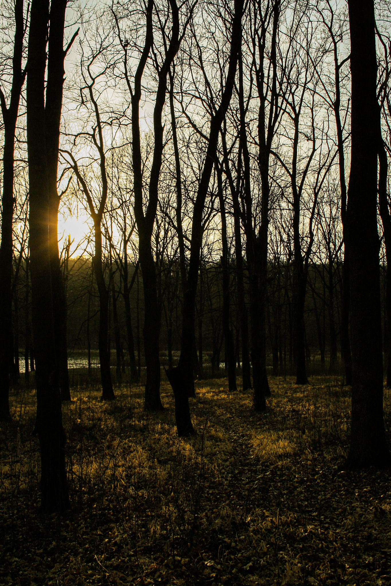 Canon EF-S 18-55mm F3.5-5.6 sample photo. Chase de sun photography