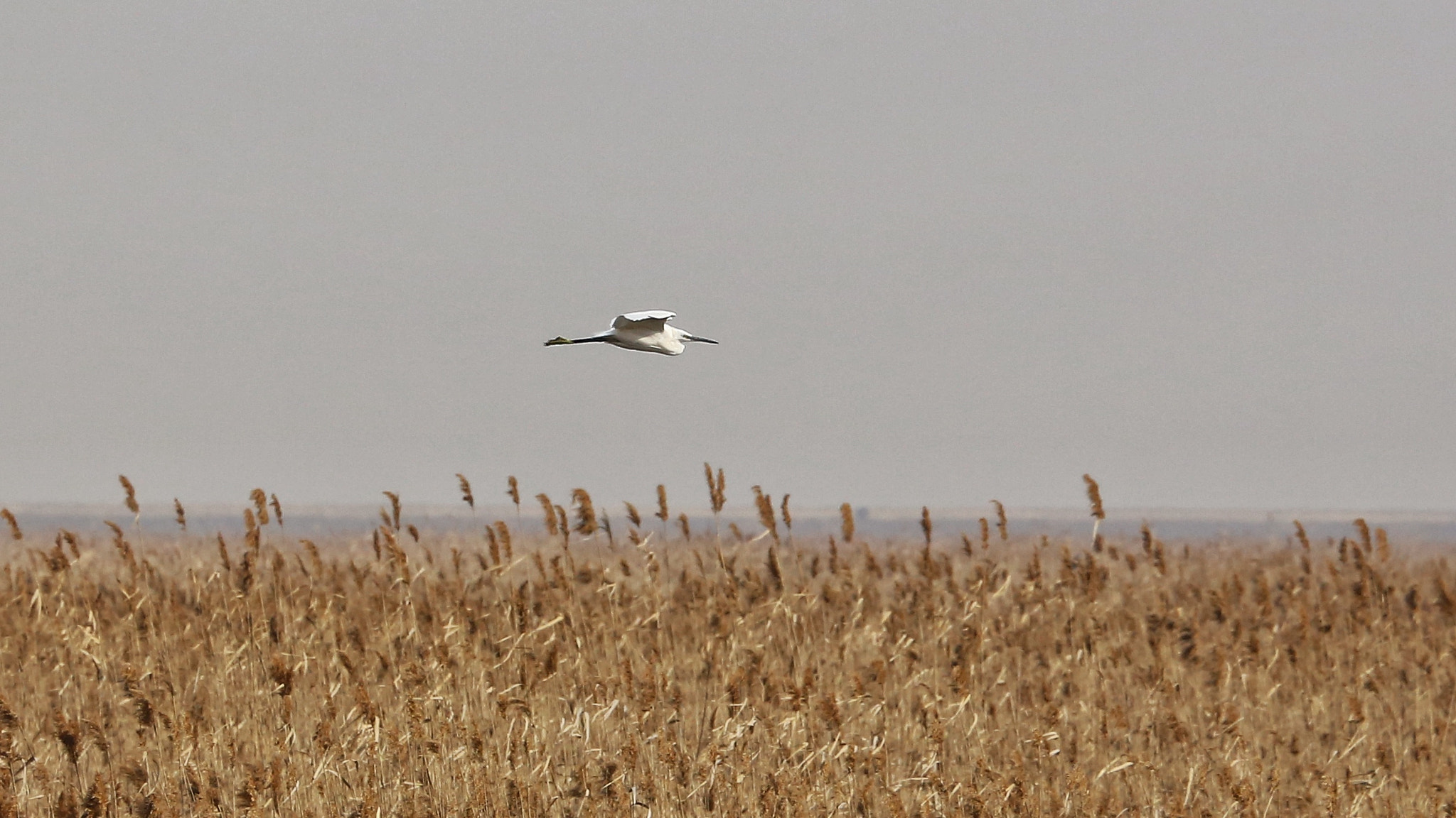 Canon EF 70-300mm F4-5.6L IS USM sample photo