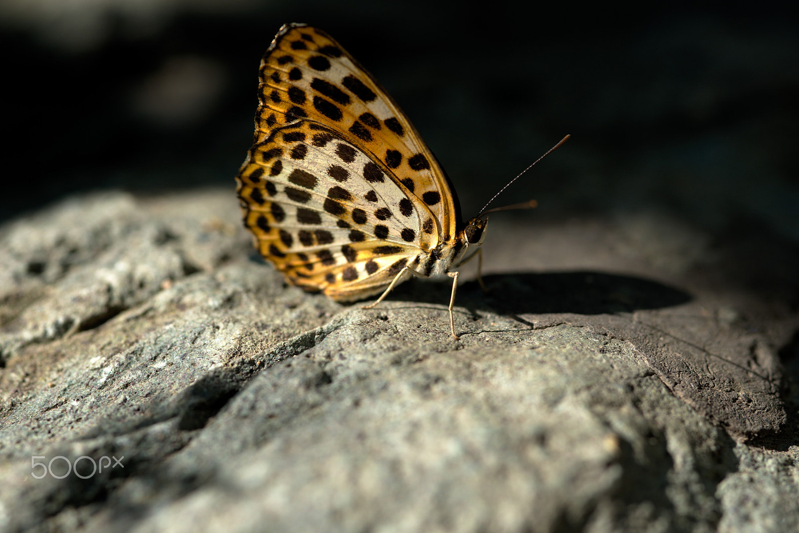Nikon D610 + Sigma 105mm F2.8 EX DG Macro sample photo. Butterfly photography