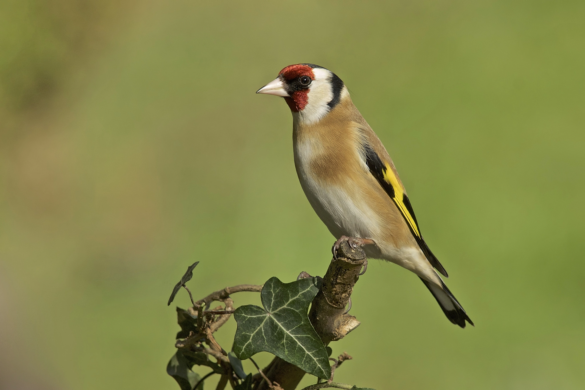 Sony a99 II + Minolta AF 300mm F2.8 HS-APO G sample photo. Goldfinch photography