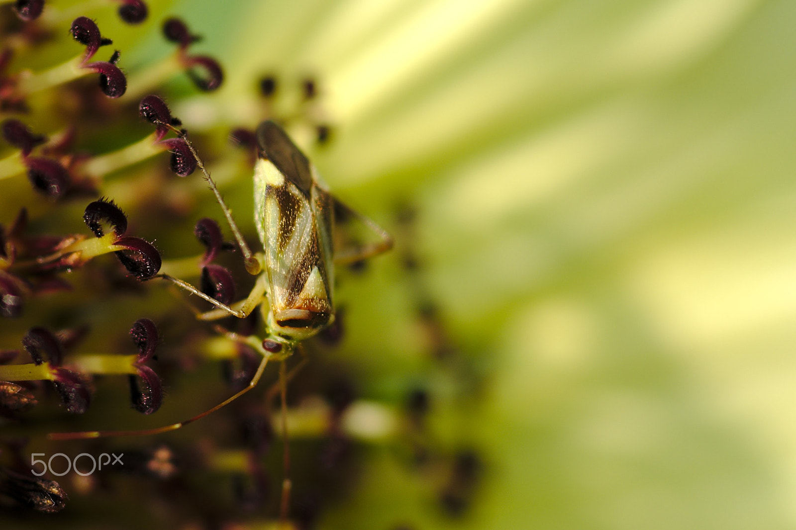 Nikon D610 + Sigma 105mm F2.8 EX DG Macro sample photo. Unknown insect photography