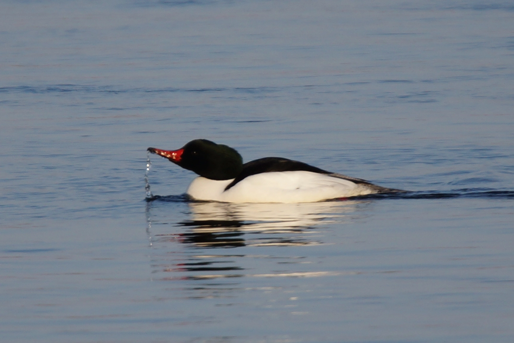 Sony SLT-A65 (SLT-A65V) + Tamron SP 150-600mm F5-6.3 Di VC USD sample photo. Grand harle/common merganser male photography