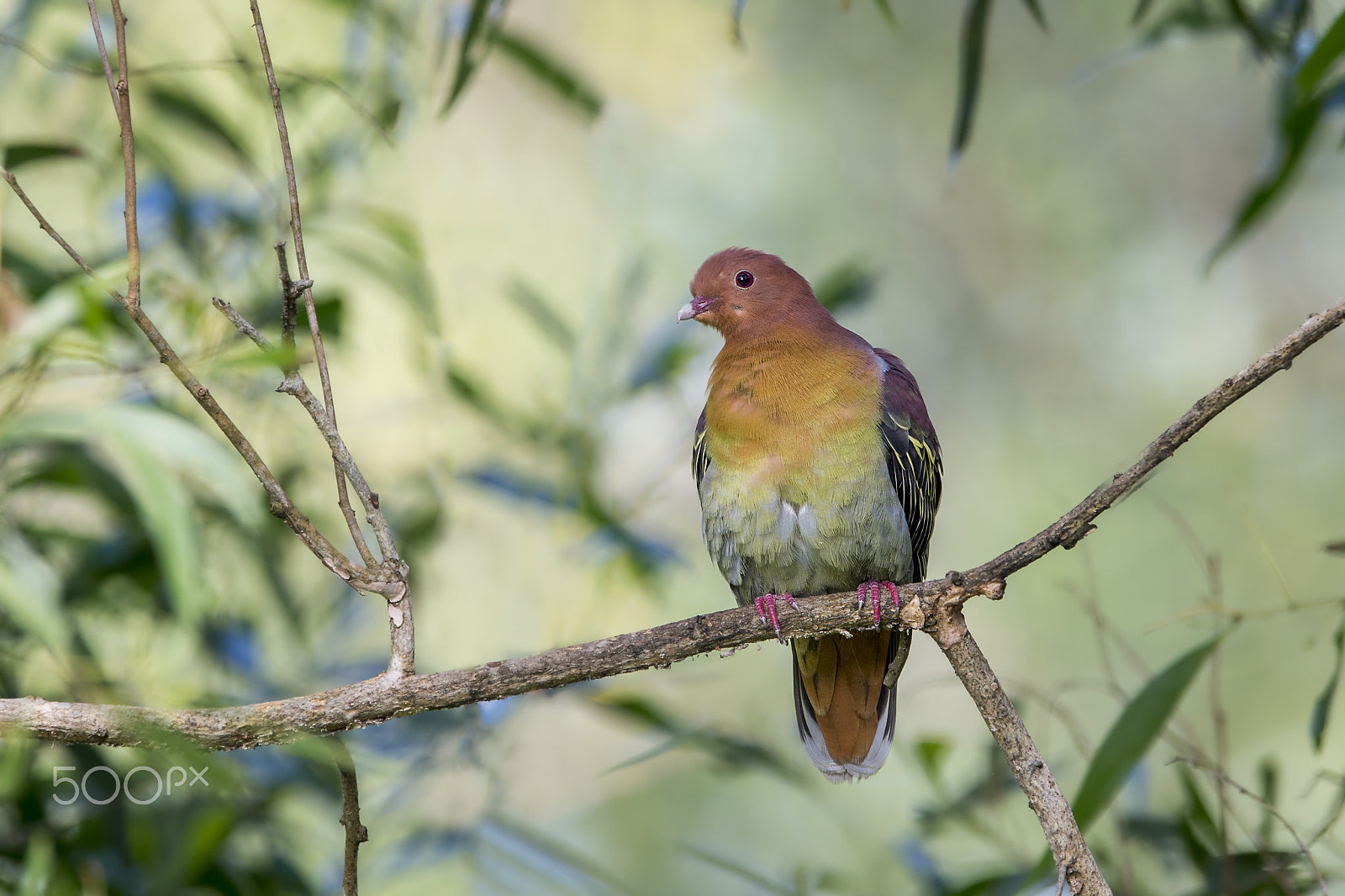 Nikon D4 sample photo. Cinnamon-headed green pigeon (m) photography