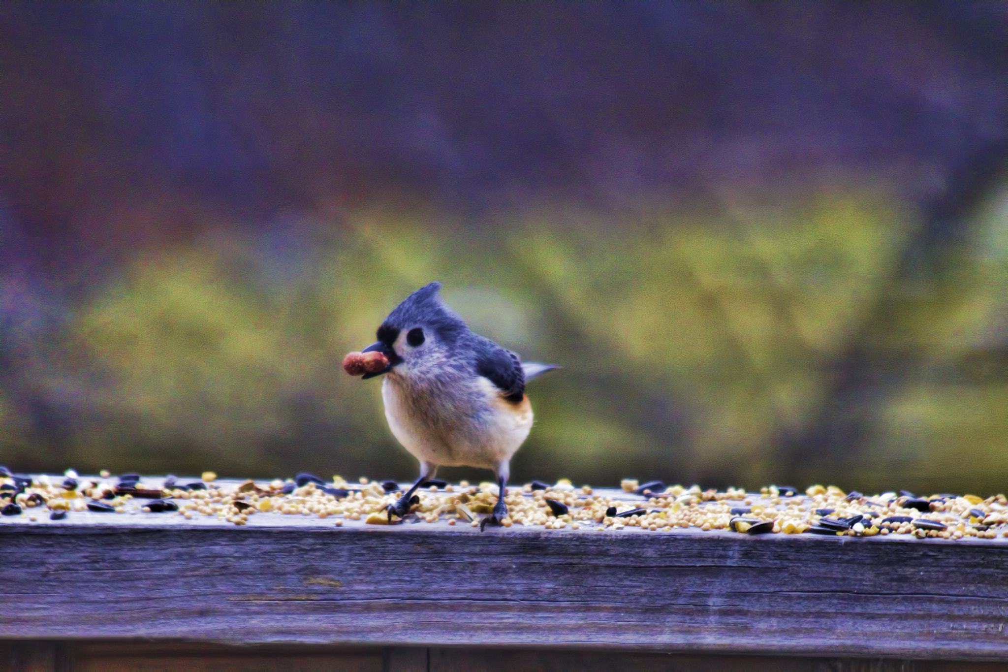 Canon EF 70-300mm F4-5.6 IS USM sample photo. Jay photography