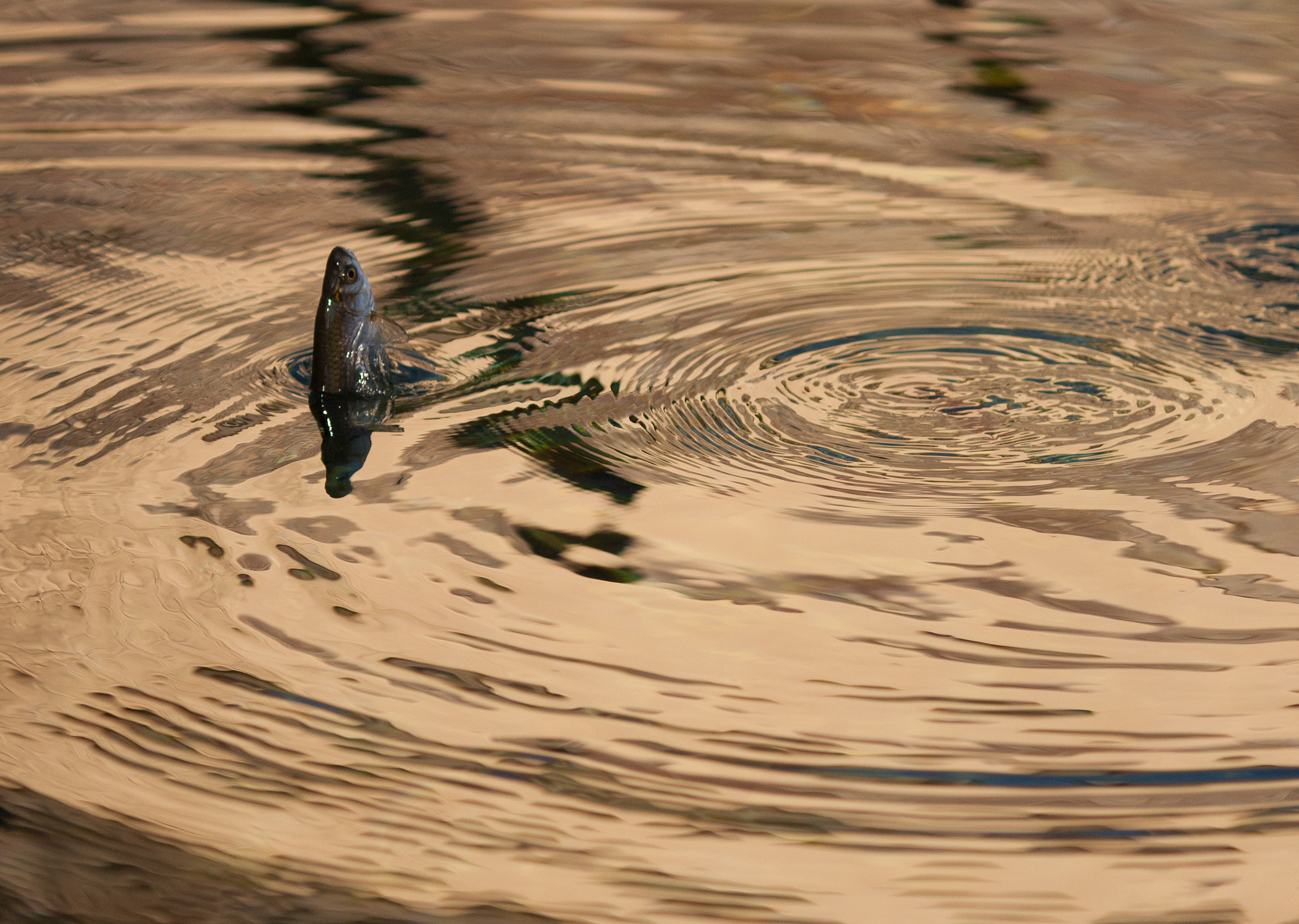 Canon EOS 1000D (EOS Digital Rebel XS / EOS Kiss F) + Canon EF 135mm F2L USM sample photo. "... fish are jumping..." photography