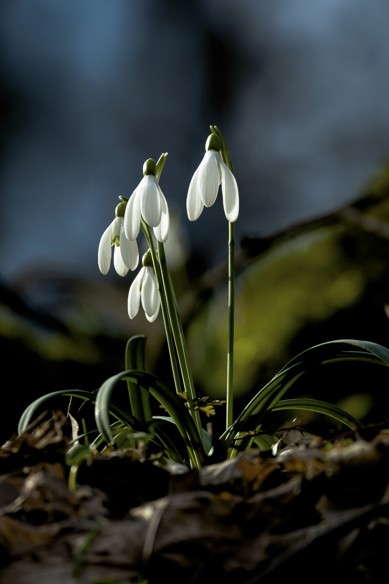 Nikon D600 sample photo. Spring lights photography