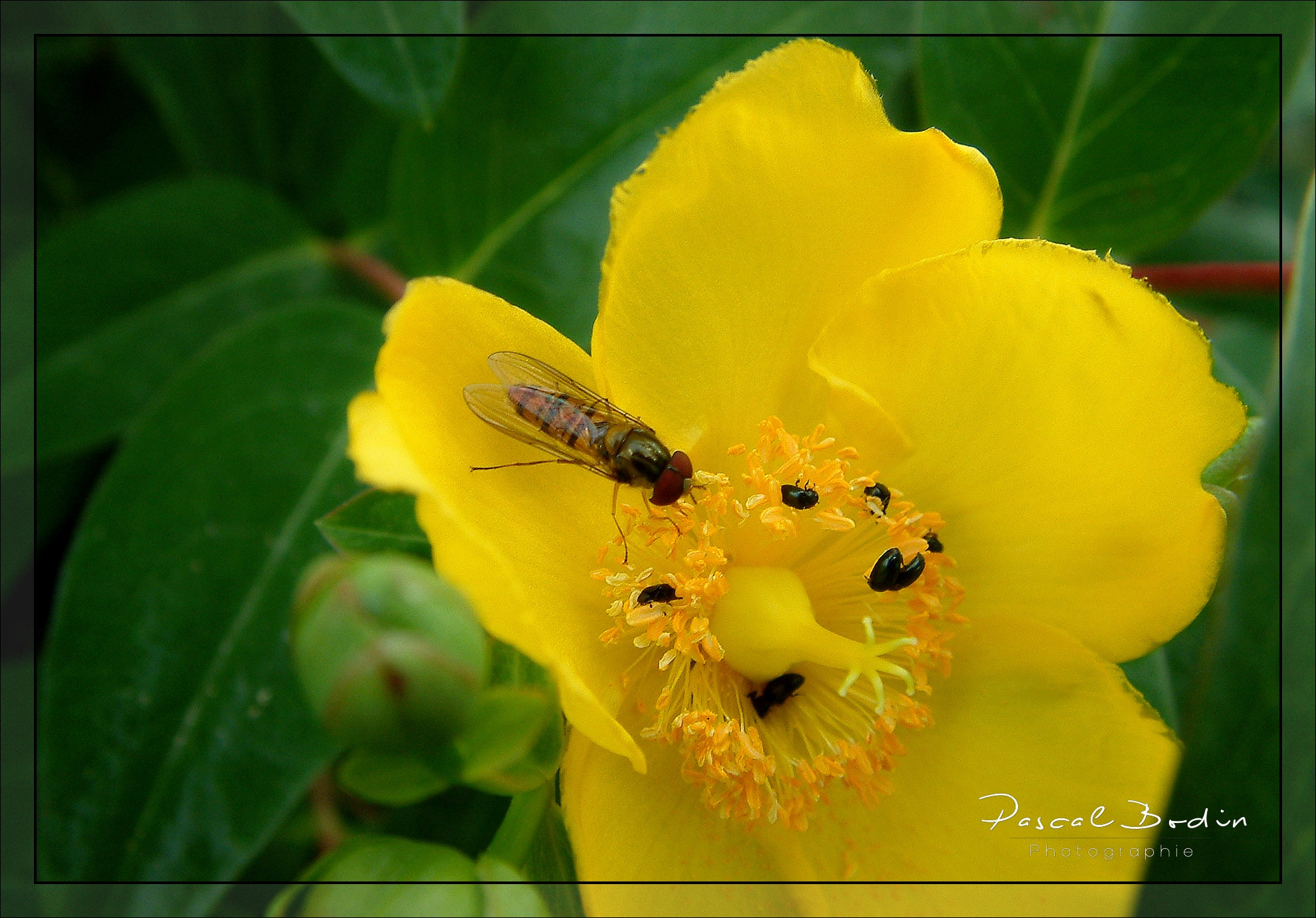 Fujifilm FinePix S602 ZOOM sample photo. A table !! photography