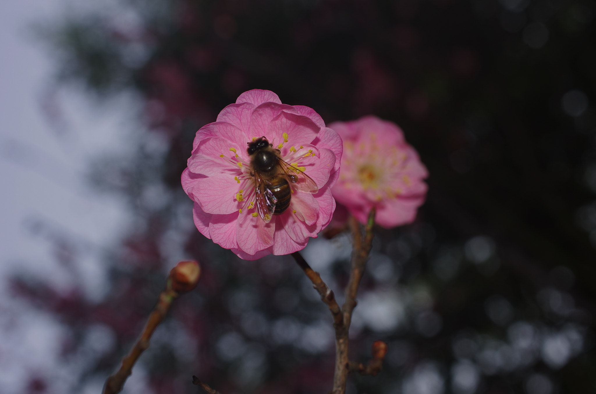 Pentax K-5 + HD Pentax DA 35mm F2.8 Macro Limited sample photo. Spring photography