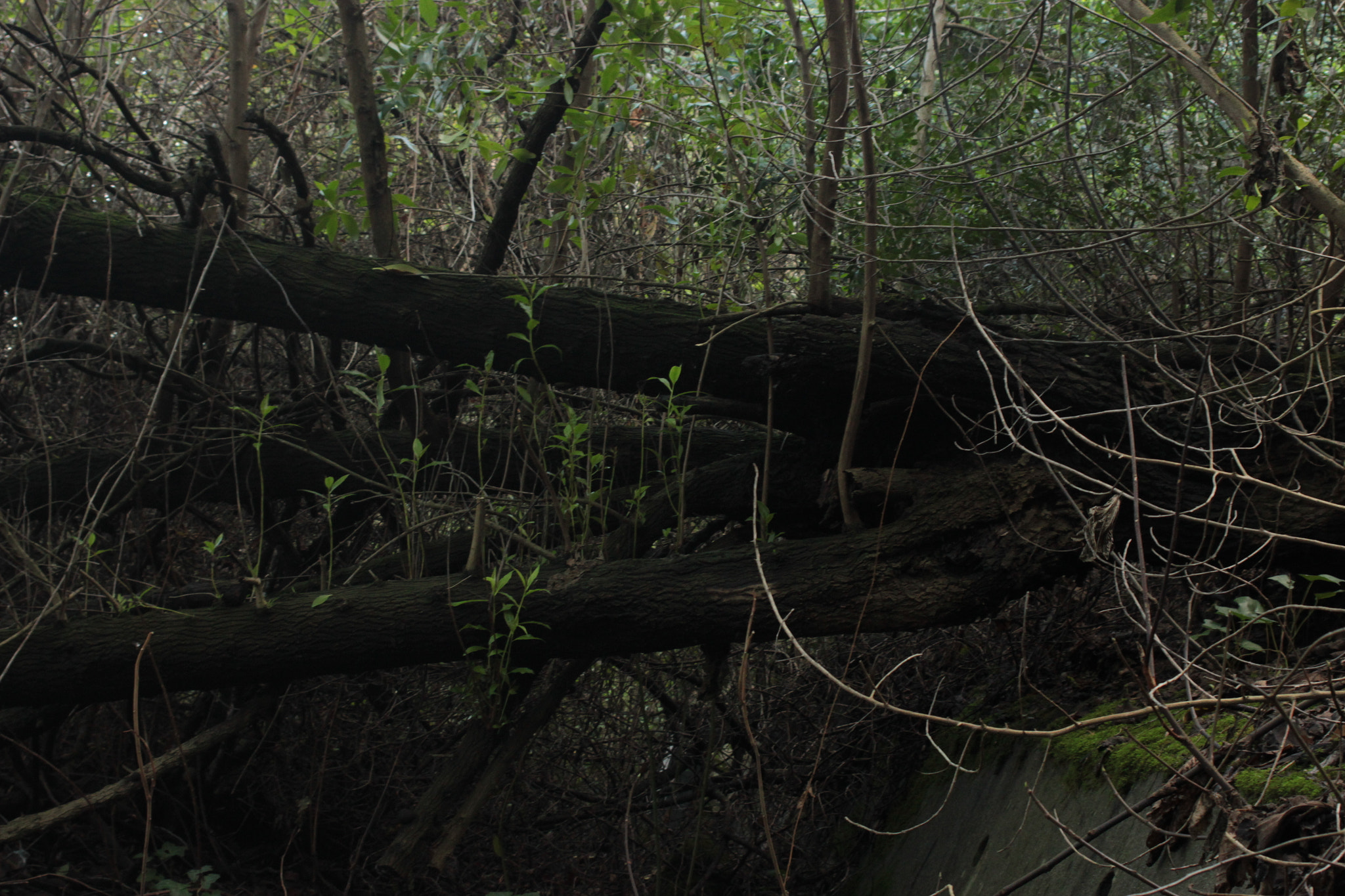 Canon EF 38-76mm f/4.5-5.6 sample photo. Quinta da arealva photography