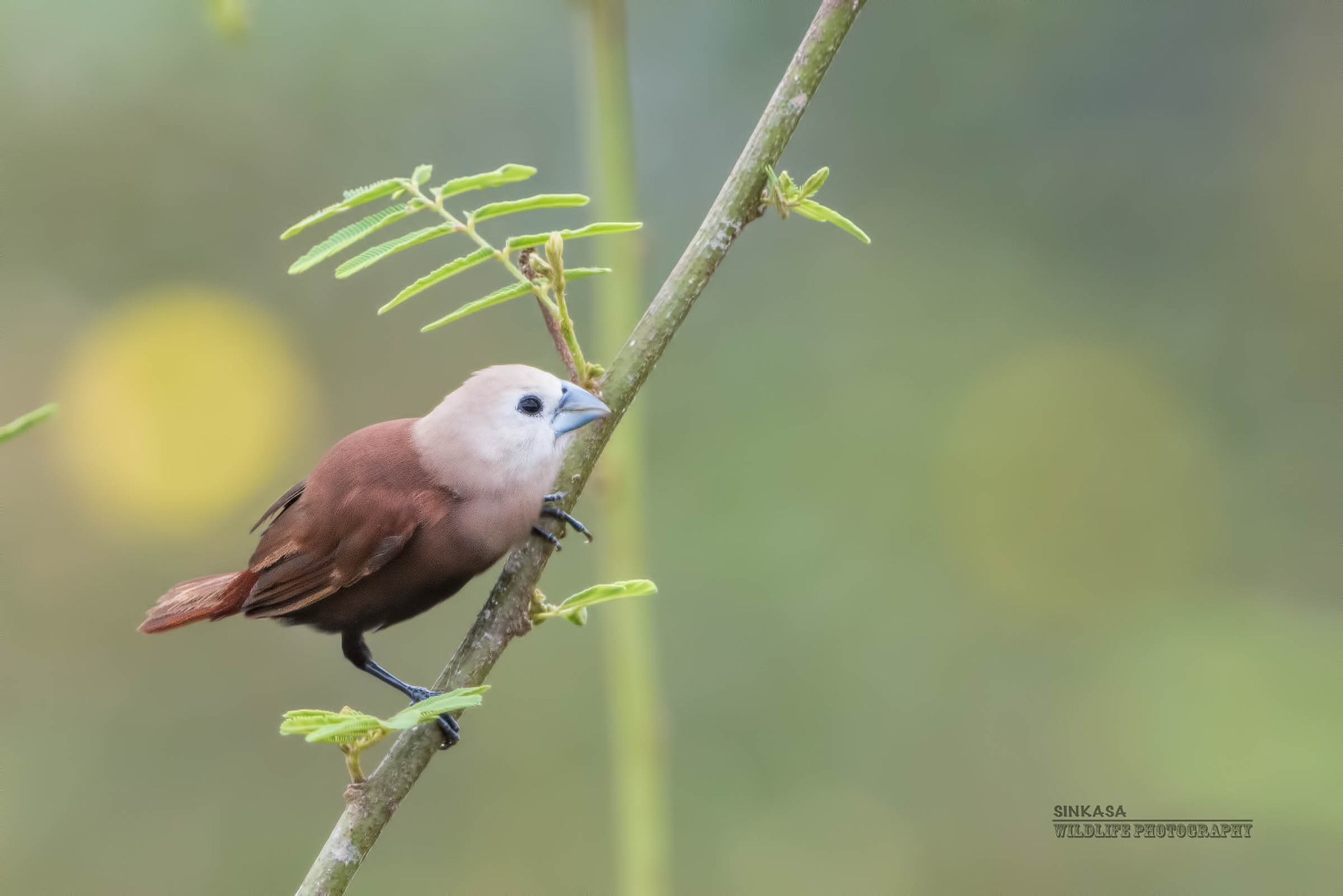 Nikon D800E + Nikon AF-S Nikkor 400mm F2.8G ED VR II sample photo. White headed munia photography