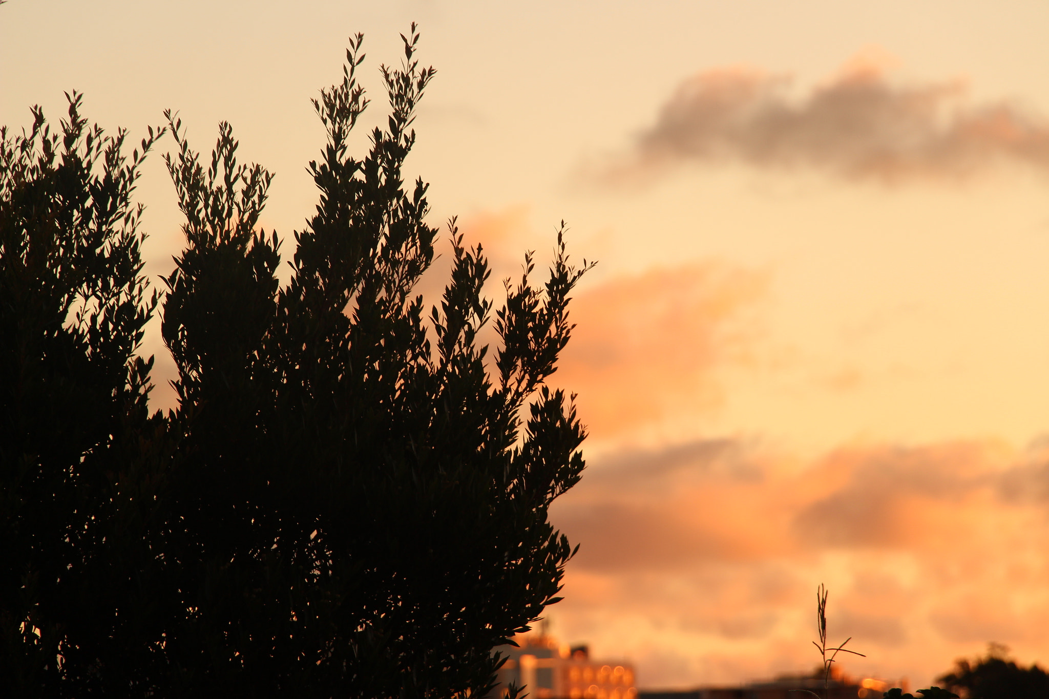 Canon EF 22-55mm f/4-5.6 USM sample photo