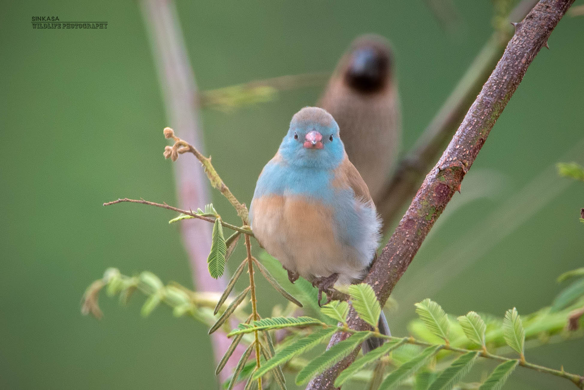 Nikon AF-S Nikkor 400mm F2.8G ED VR II sample photo. Blue capped cordon bleu photography