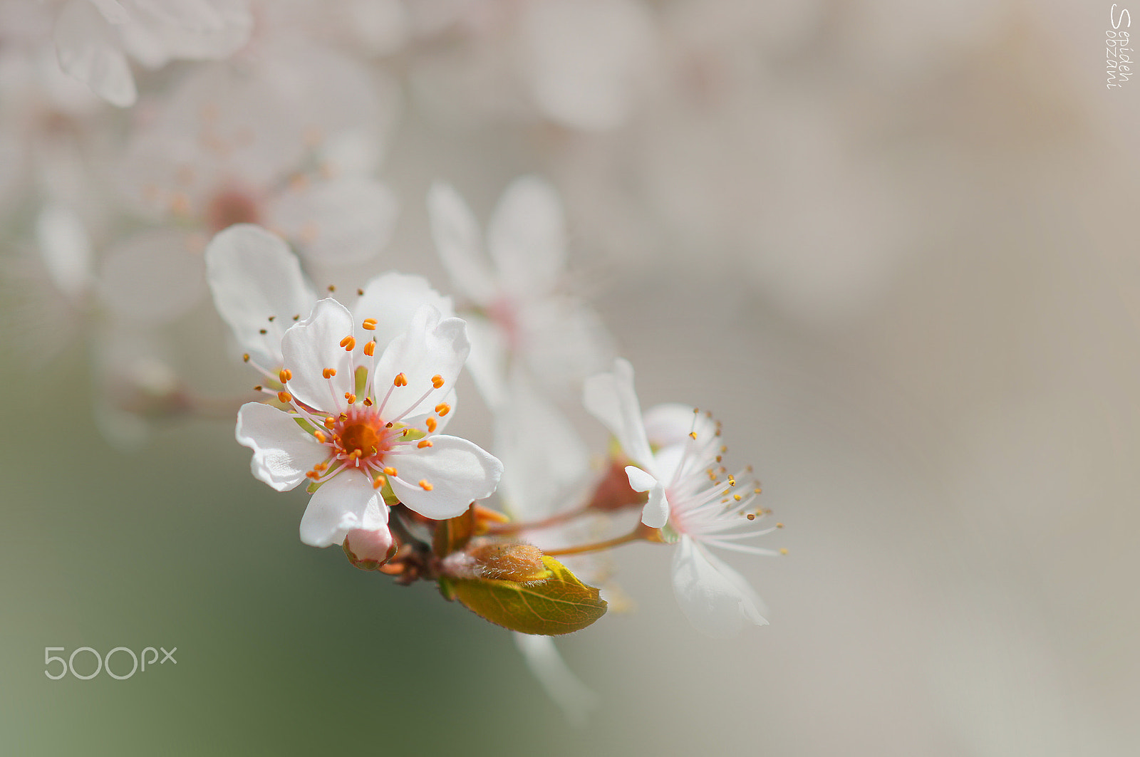 Sony SLT-A35 + Tamron SP AF 90mm F2.8 Di Macro sample photo. A piece of spring photography