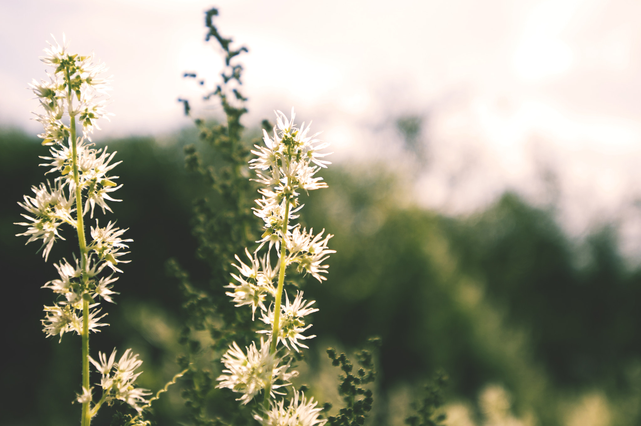 Nikon AF-S Nikkor 17-35mm F2.8D ED-IF sample photo. Ava_3937.jpg photography