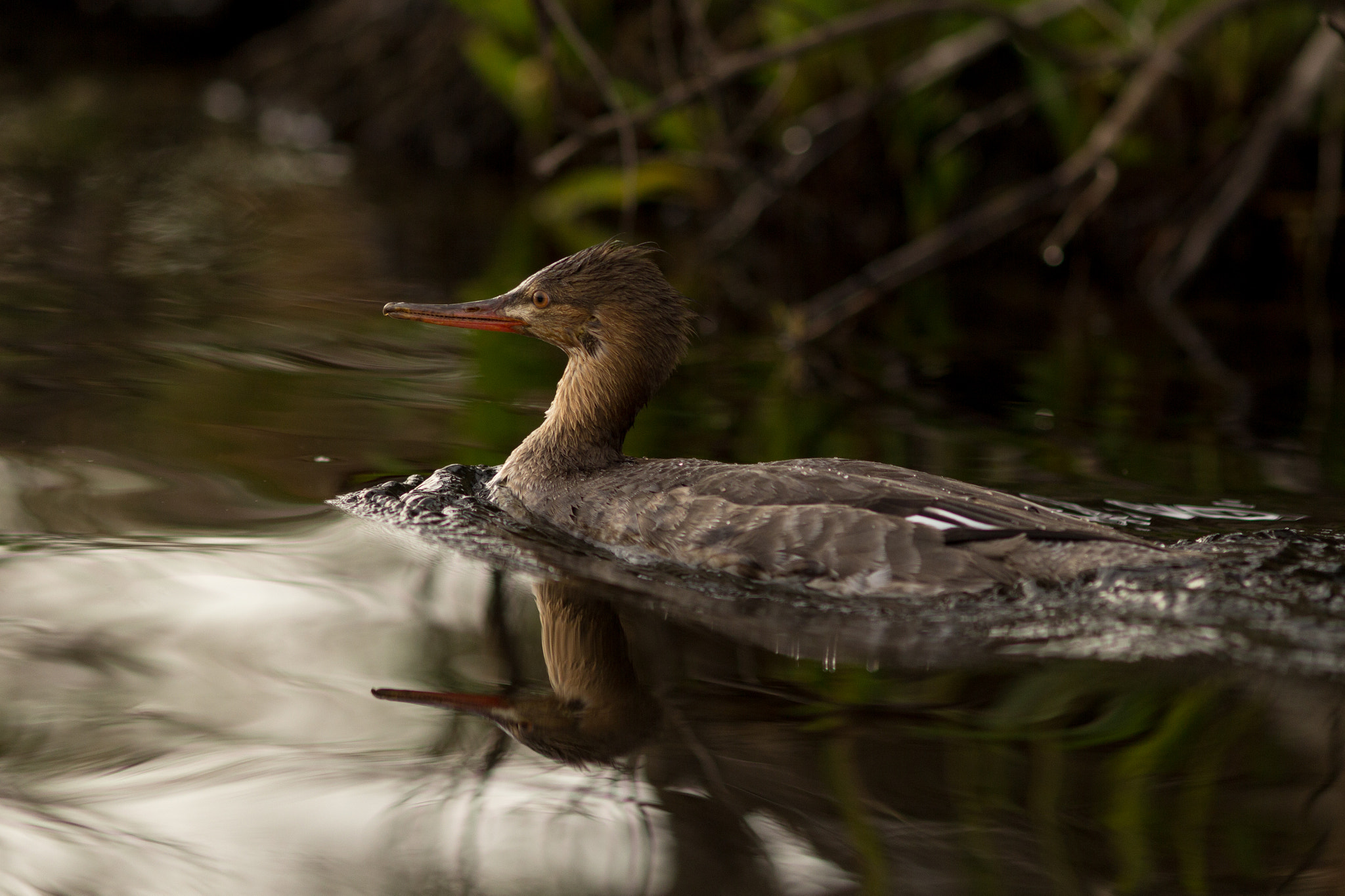 Canon EOS 60D + Canon EF 200mm F2.8L II USM sample photo. Mergus serrator photography