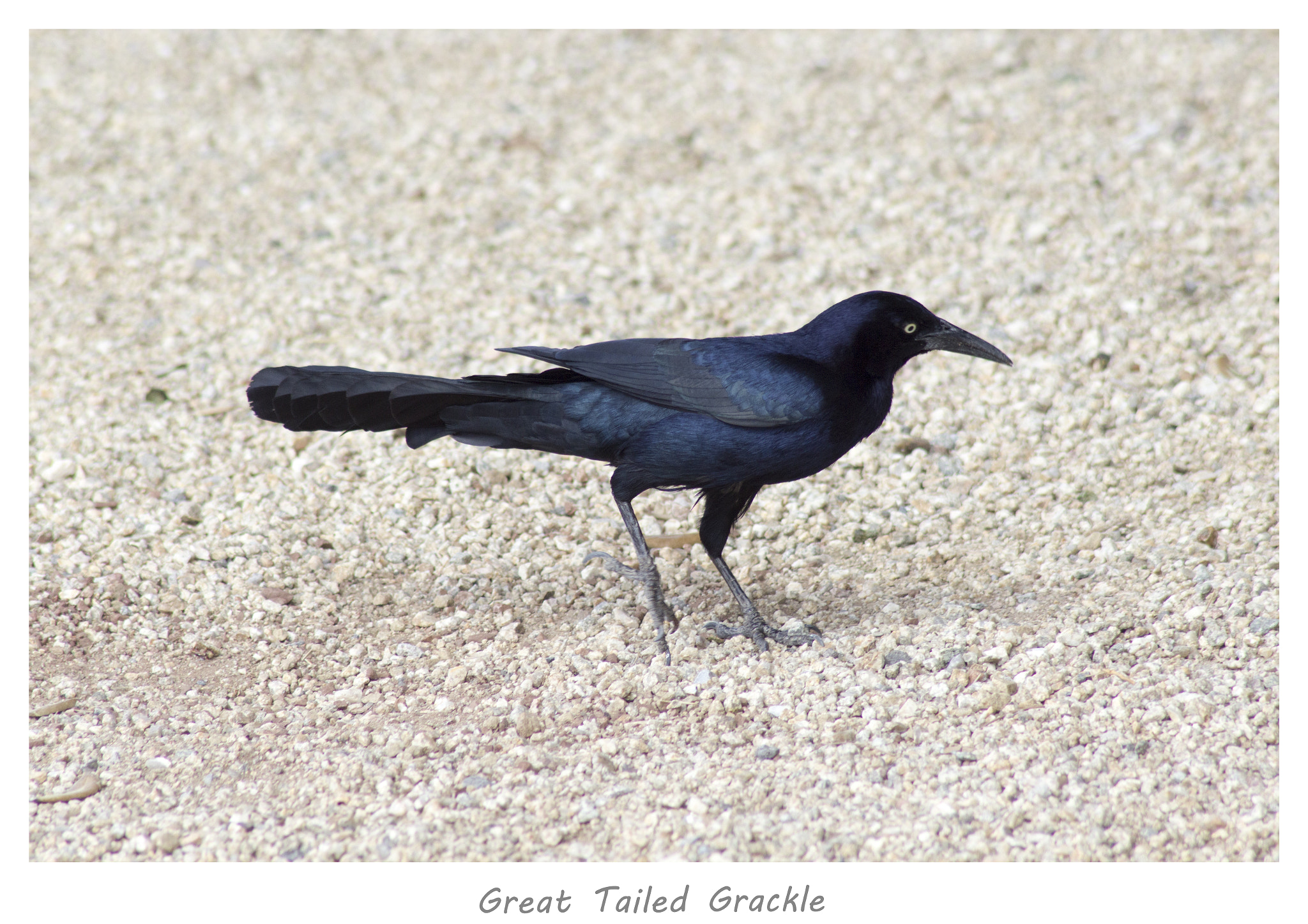 Canon EOS 1200D (EOS Rebel T5 / EOS Kiss X70 / EOS Hi) sample photo. Great tailed grackle framed photography
