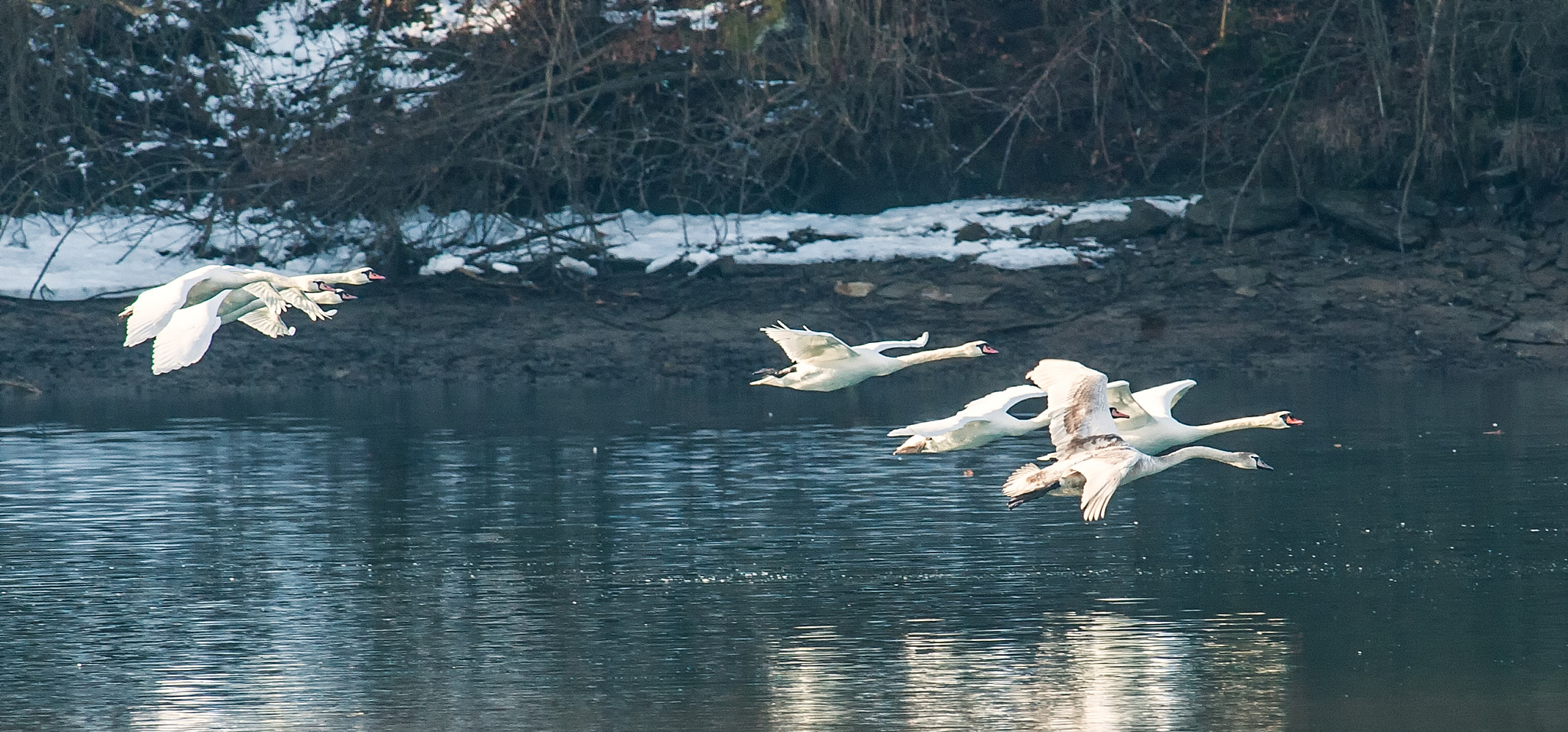 Nikon D700 + Nikon AF-S Nikkor 300mm F4D ED-IF sample photo. Jpn 062 photography