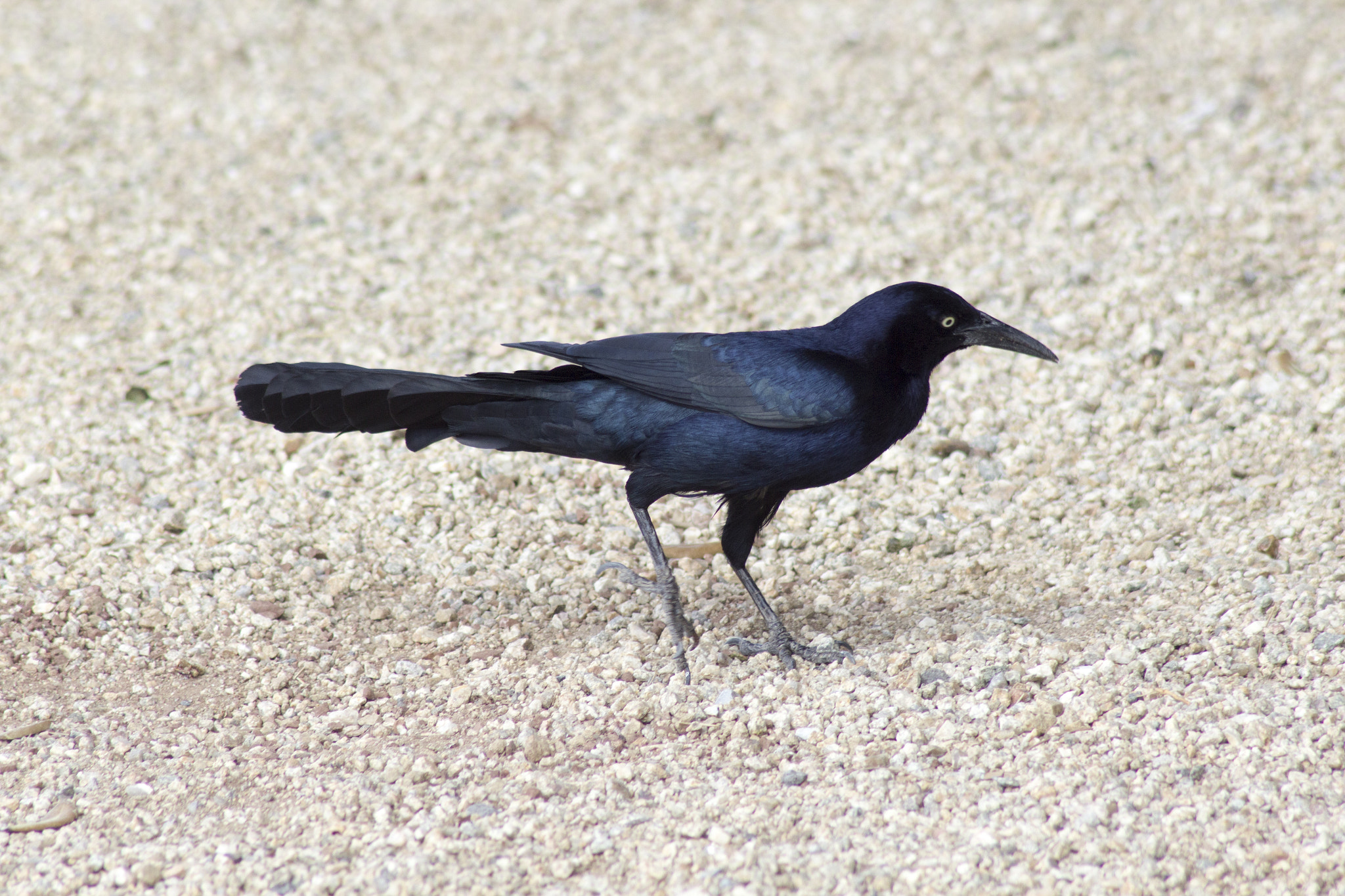 Canon EOS 1200D (EOS Rebel T5 / EOS Kiss X70 / EOS Hi) + Tamron AF 70-300mm F4-5.6 Di LD Macro sample photo. Great tailed grackle nwm photography