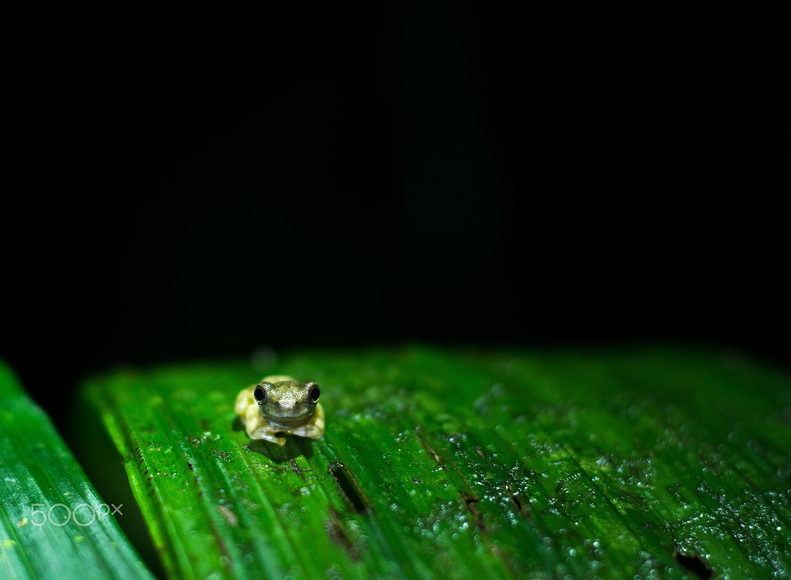 Sony a6000 + Canon EF 50mm F1.8 STM sample photo. Monteverde, costa rica photography