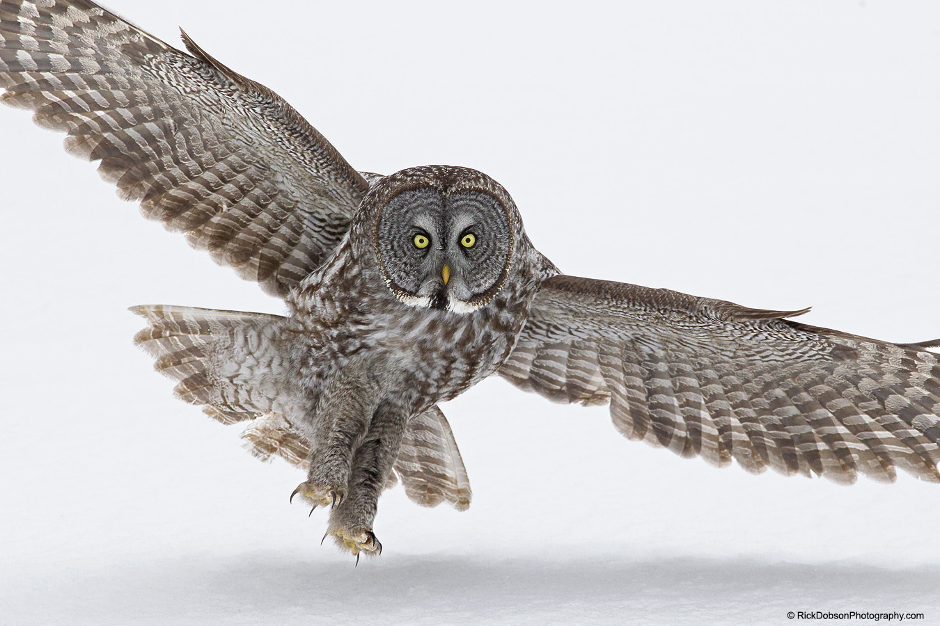 Canon EOS-1D Mark IV + Canon EF 70-200mm F4L IS USM sample photo. Great grey owl incoming landing photography