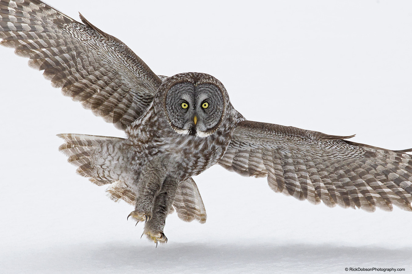 Canon EOS-1D Mark IV sample photo. Great grey owl incoming landing photography