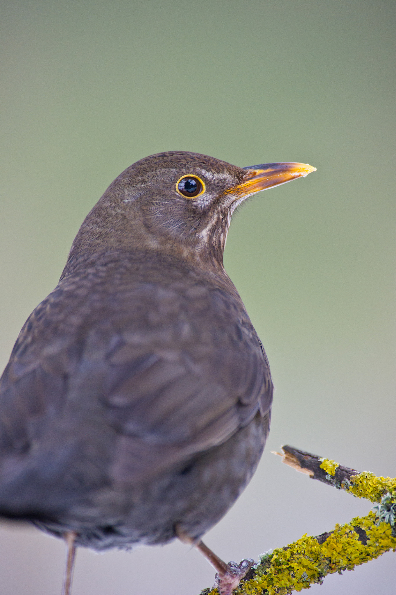 AF-S Nikkor 300mm f/2.8D IF-ED II sample photo. Hello my fried :) photography