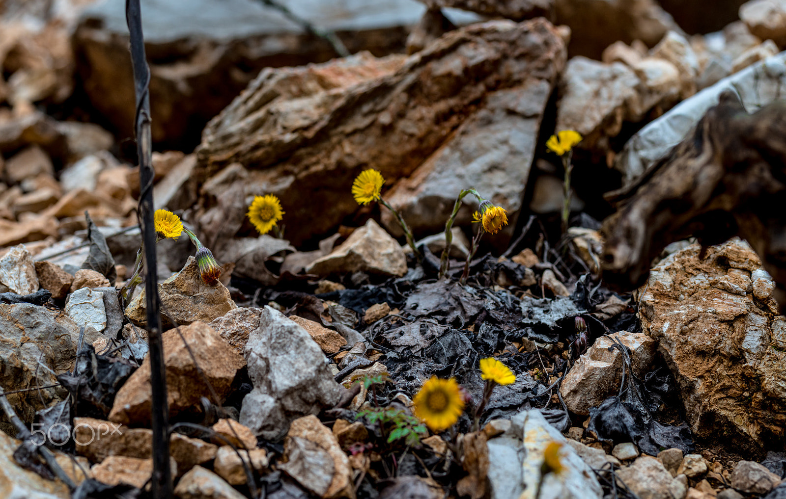 Panasonic Lumix G 42.5mm F1.7 ASPH Power OIS sample photo. Dandelion in rocks photography