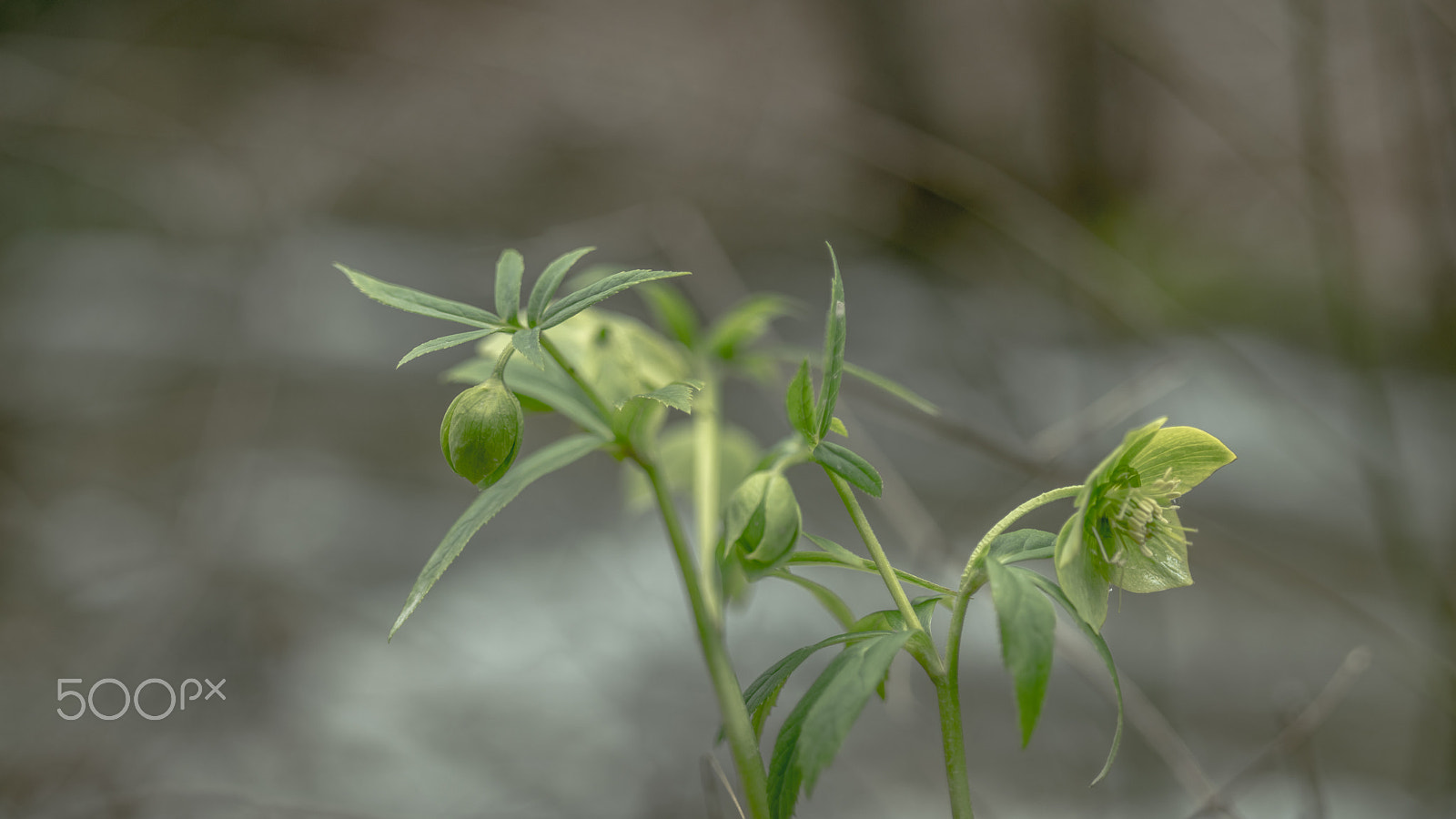 Panasonic Lumix G 42.5mm F1.7 ASPH Power OIS sample photo. Snowdrop photography