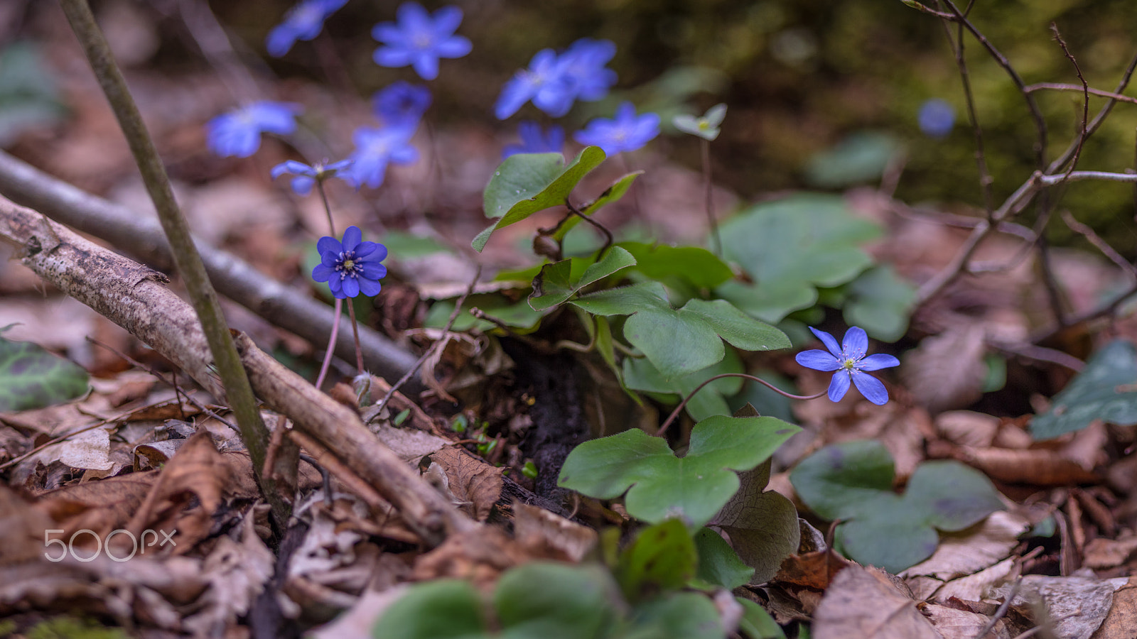 Panasonic Lumix G 42.5mm F1.7 ASPH Power OIS sample photo. Violet photography