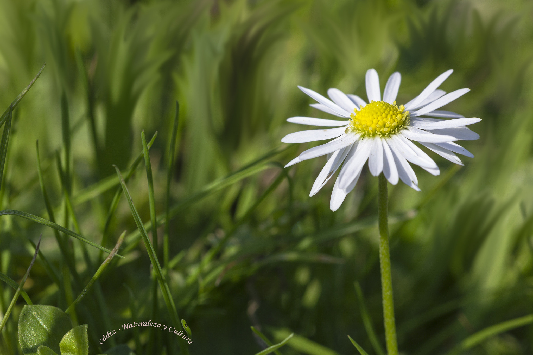 Sigma 105mm F2.8 EX DG OS HSM sample photo. Margarita... photography