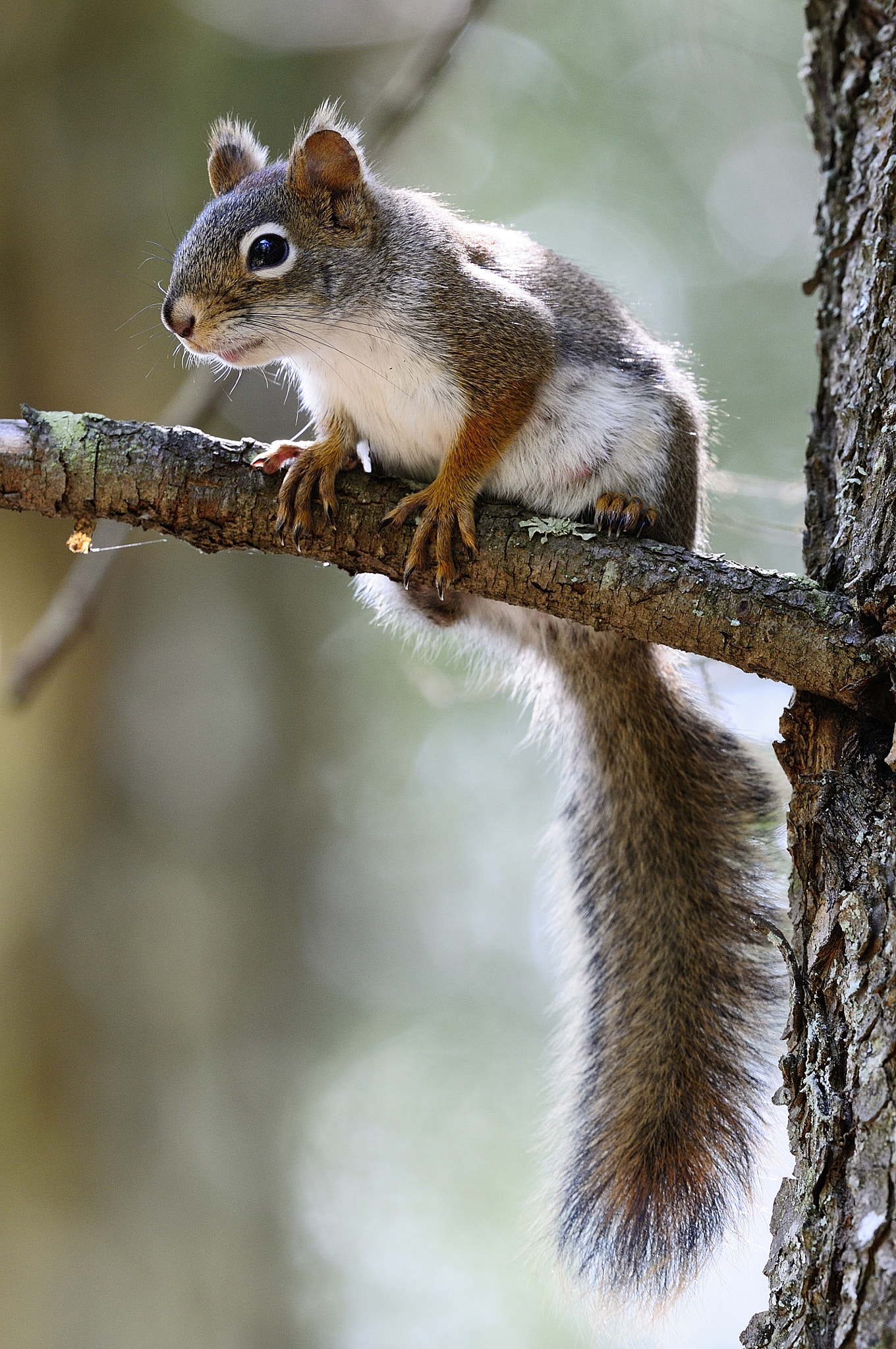 Nikon D300S + Nikon AF-S Nikkor 500mm F4G ED VR sample photo. Écureuil roux tamiasciurus hudsonicus red squirrel photography