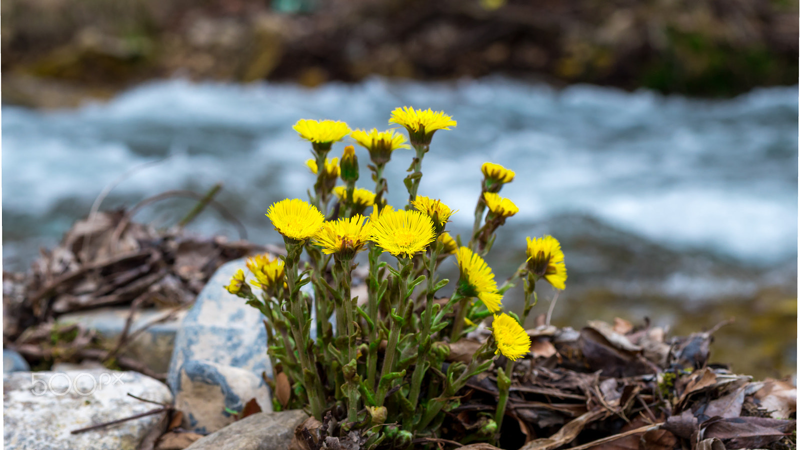 Panasonic Lumix G 42.5mm F1.7 ASPH Power OIS sample photo. Dandelion by river photography