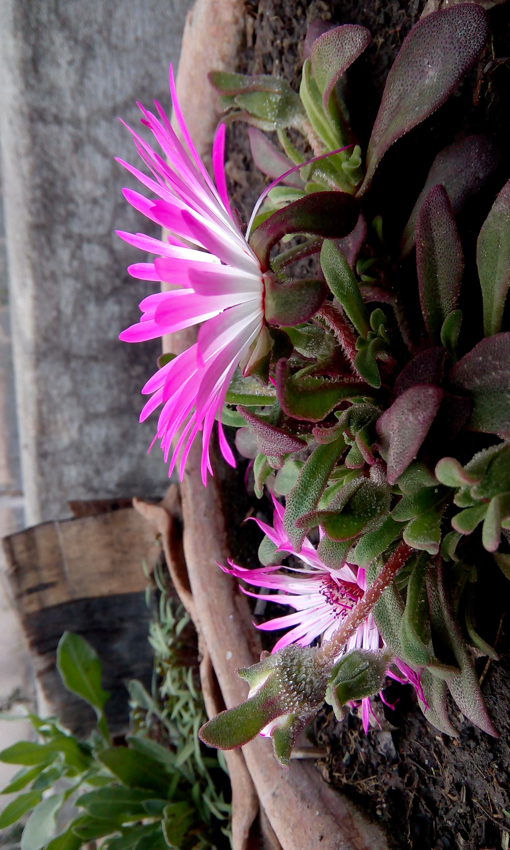 HTC DESIRE 620G DUAL SIM sample photo. From nowhere  photography
