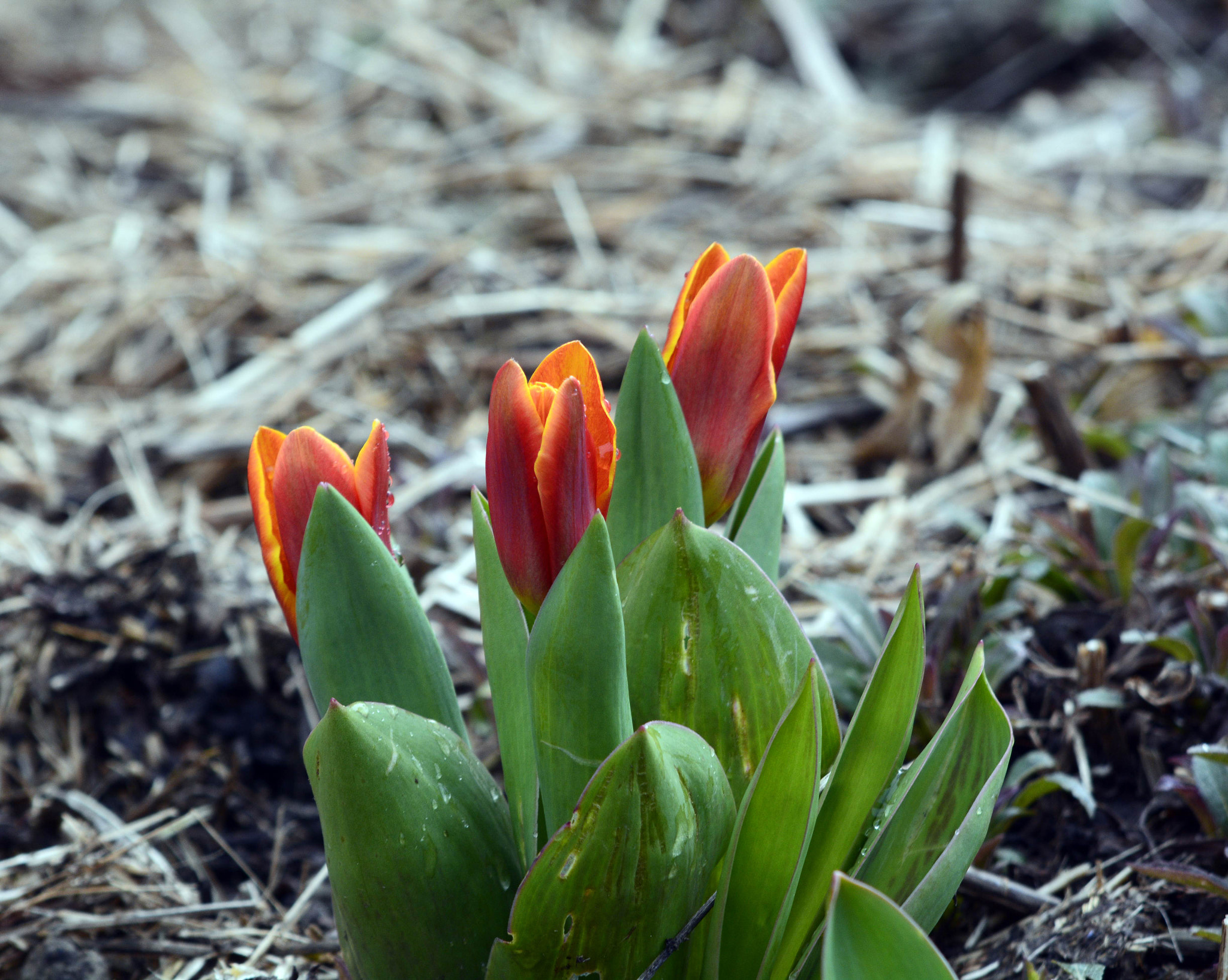 AF Zoom-Nikkor 35-135mm f/3.5-4.5 sample photo. Erste frühlingsboten :) photography