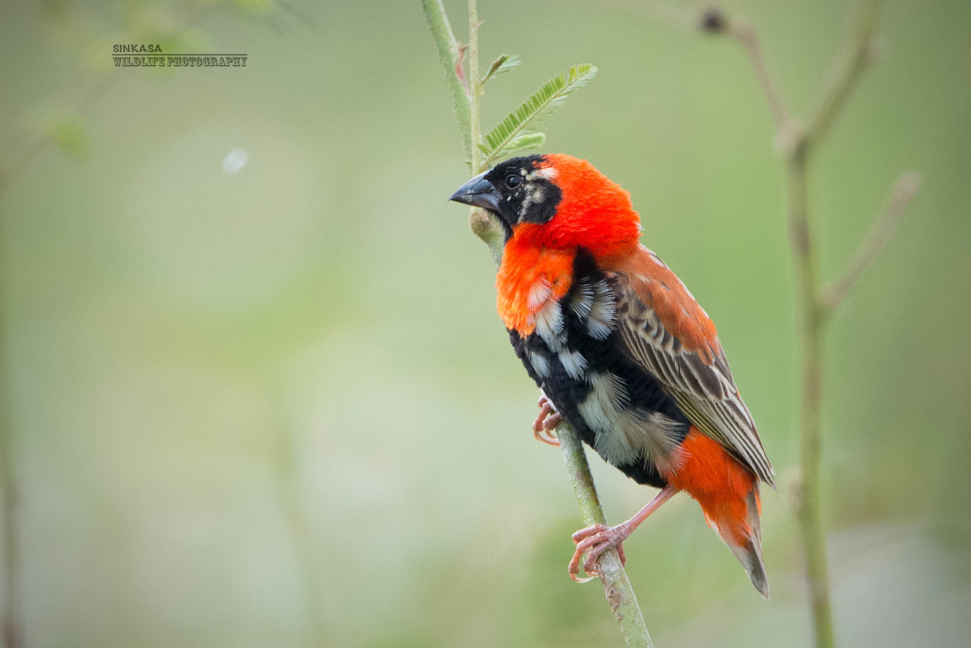 Nikon D800E + Nikon AF-S Nikkor 400mm F2.8G ED VR II sample photo. Southern red bishop photography