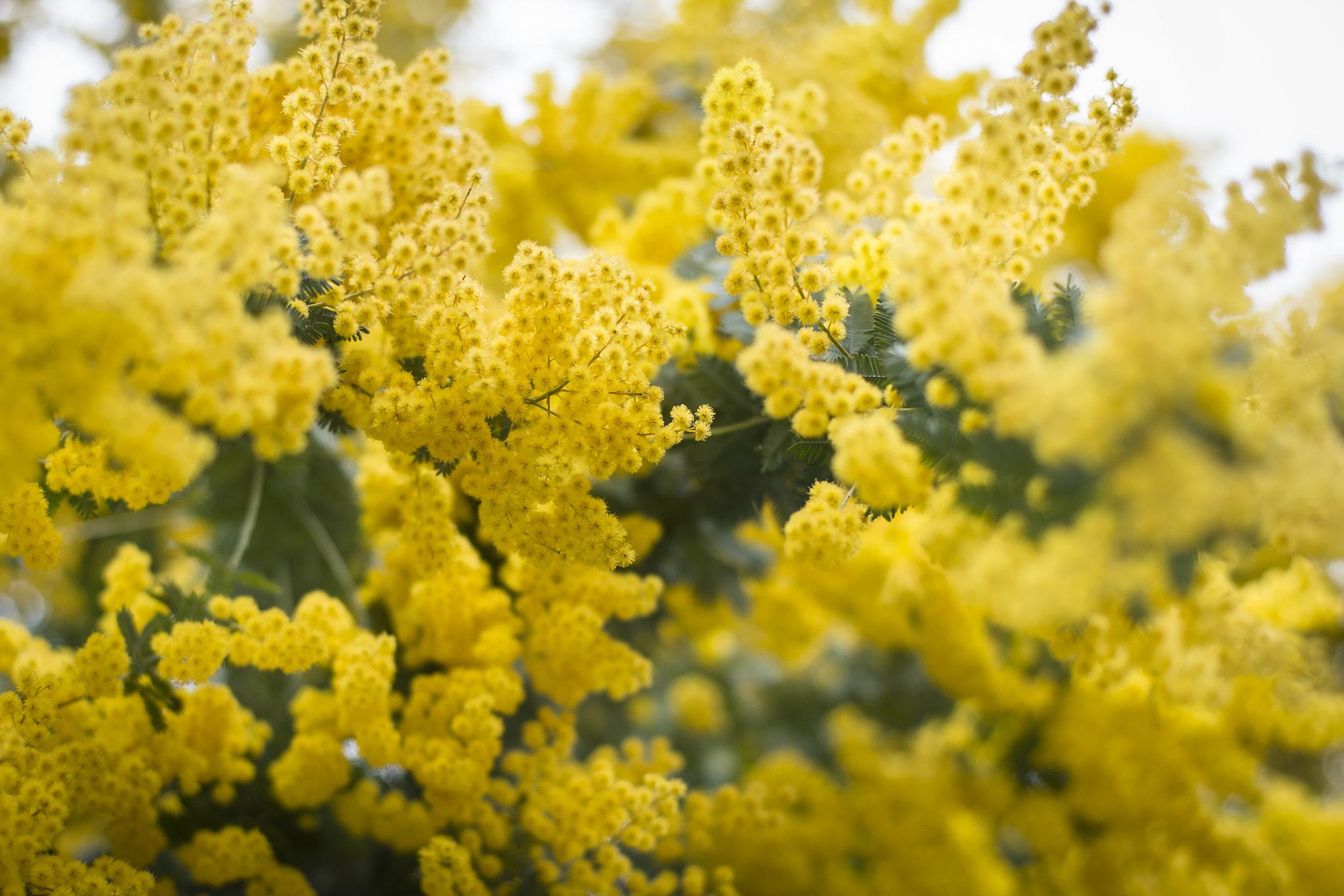 Nikon Df + ZEISS Planar T* 50mm F1.4 sample photo. Wish a beautiful spring photography