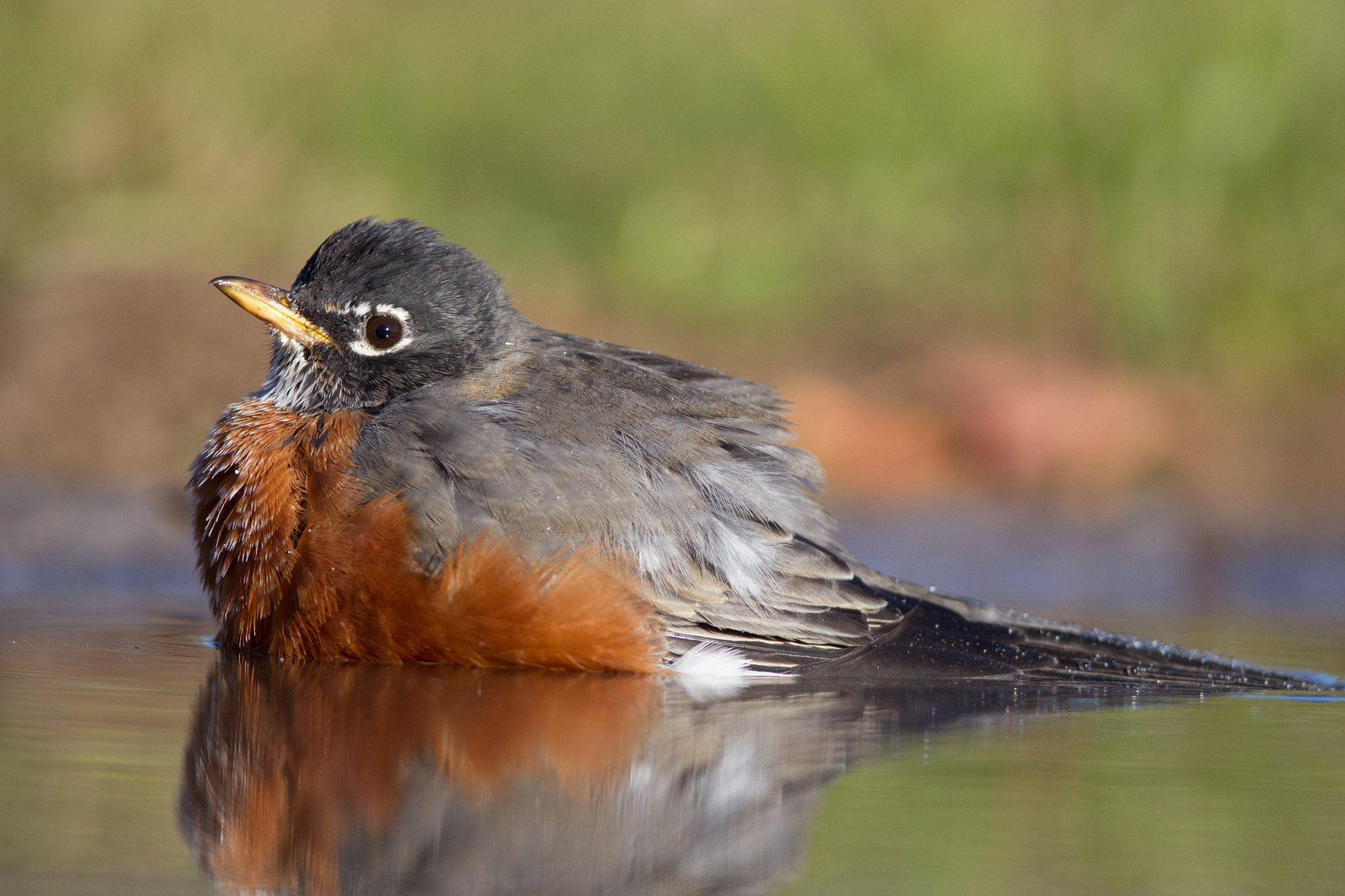 Canon EF 600mm f/4L IS sample photo. American robin photography