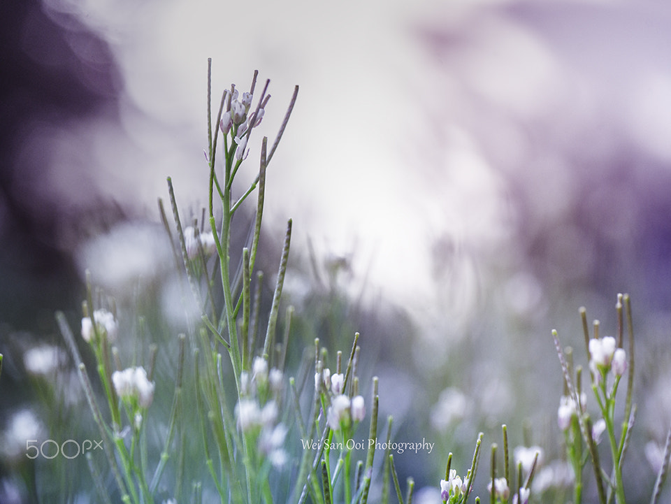 Panasonic Leica DG Macro-Elmarit 45mm F2.8 ASPH OIS sample photo. Grass with white flowers 02 photography