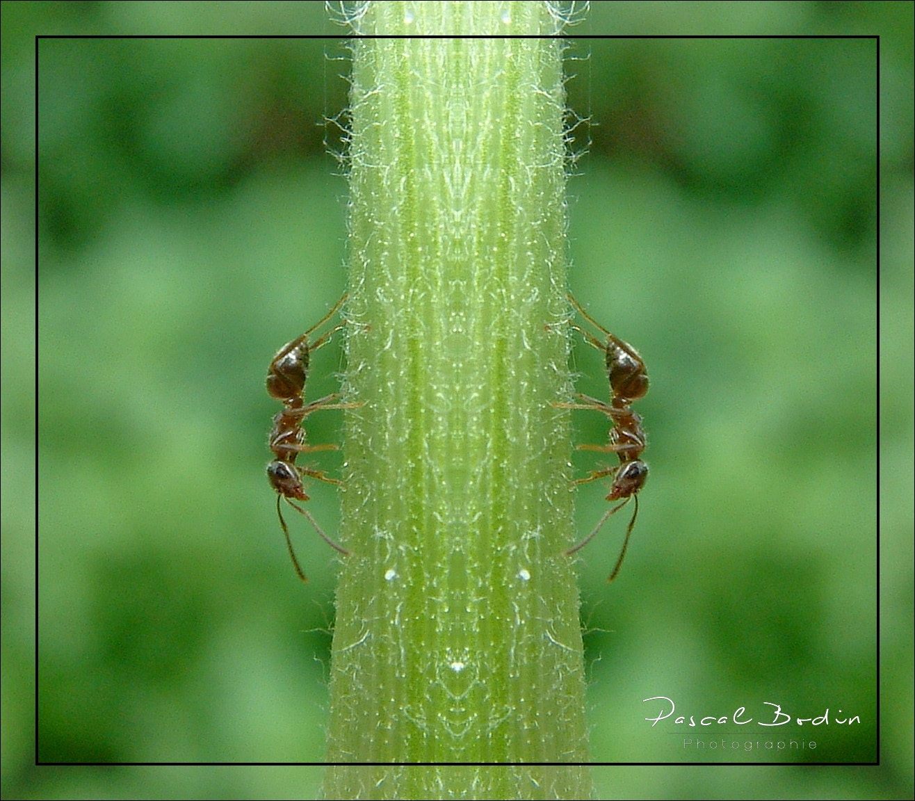 Fujifilm FinePix S602 ZOOM sample photo. Duo de fourmies photography