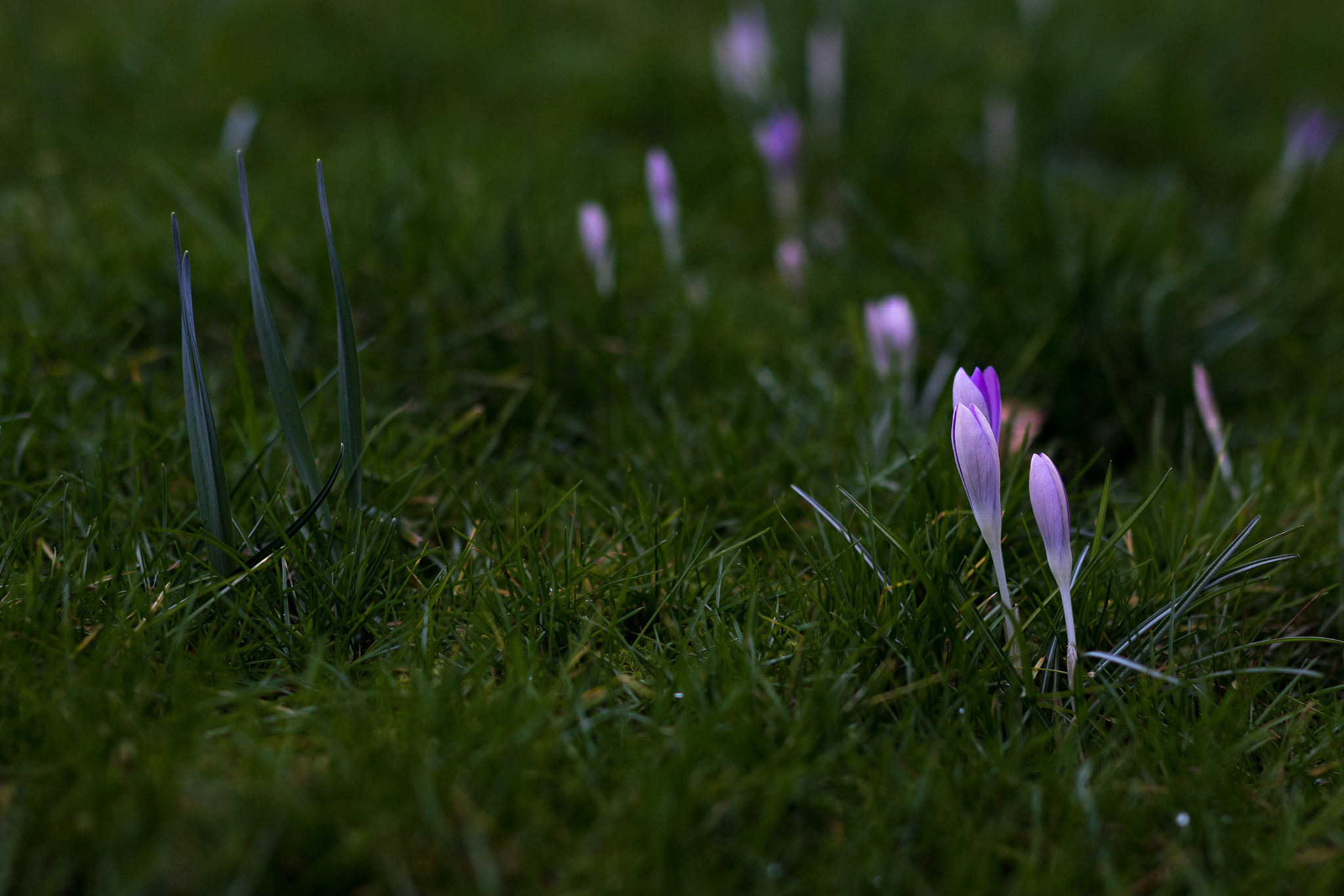 ZEISS Milvus 50mm F1.4 sample photo. Glowing crocus photography