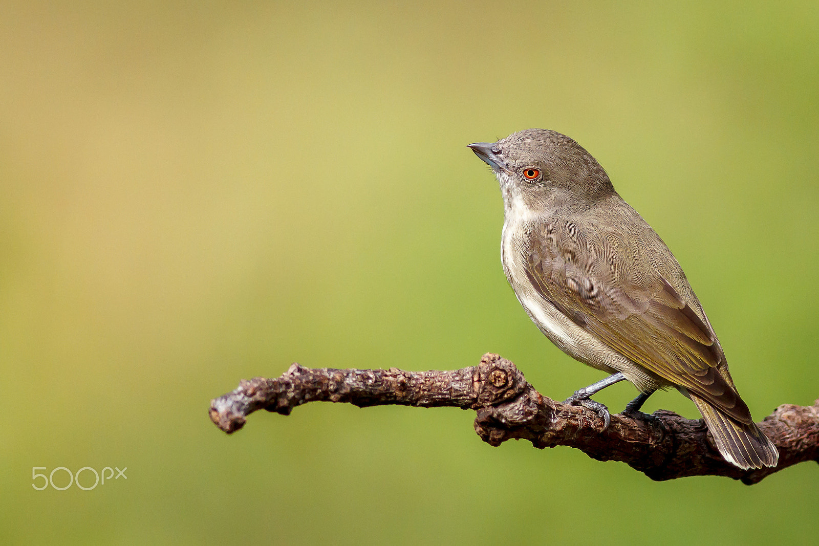 Canon EOS 60D + Canon EF 400mm F5.6L USM sample photo. Thick-billed flowerpecker(dicaeum agile) photography