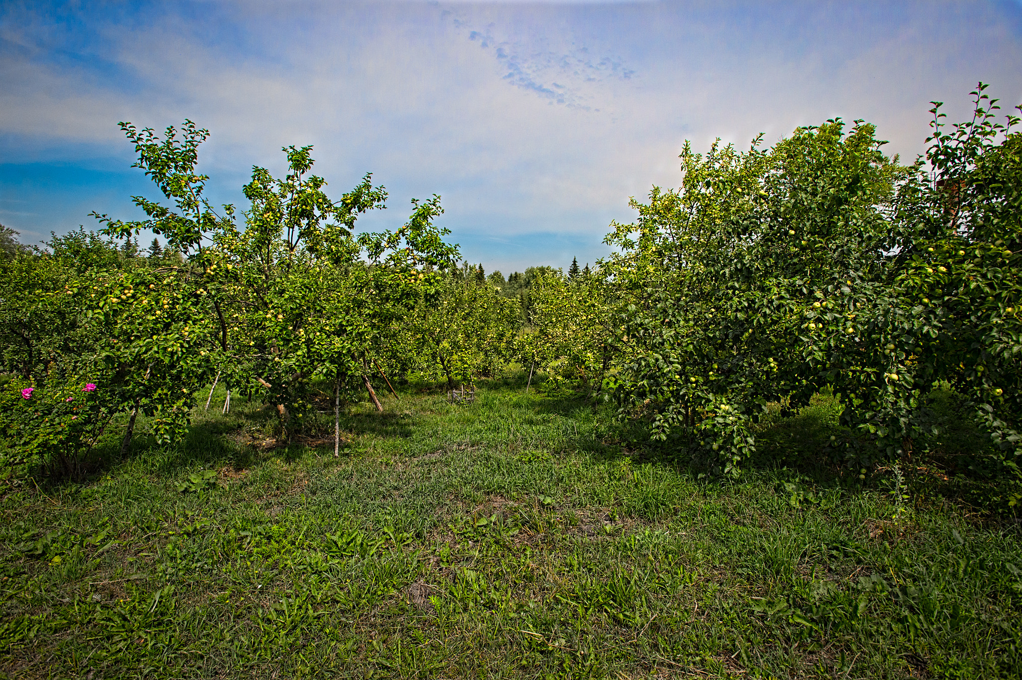 Nikon AF-S Nikkor 17-35mm F2.8D ED-IF sample photo. Ivanovo countryside photography