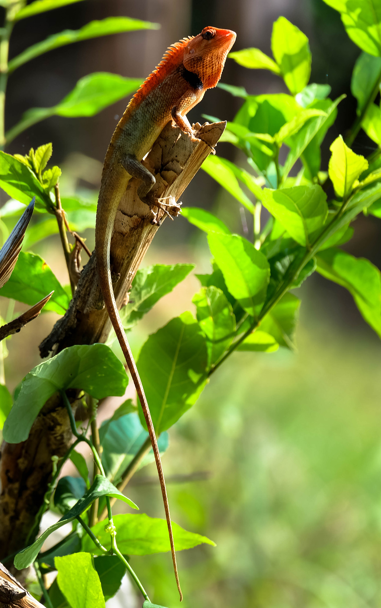 Fujifilm X-A1 + Fujifilm XC 50-230mm F4.5-6.7 OIS sample photo. Calotes versicolor photography