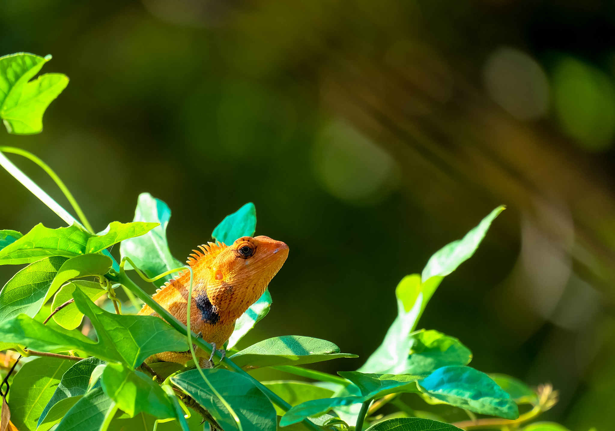 Fujifilm X-A1 + Fujifilm XC 50-230mm F4.5-6.7 OIS sample photo. Calotes versicolor photography