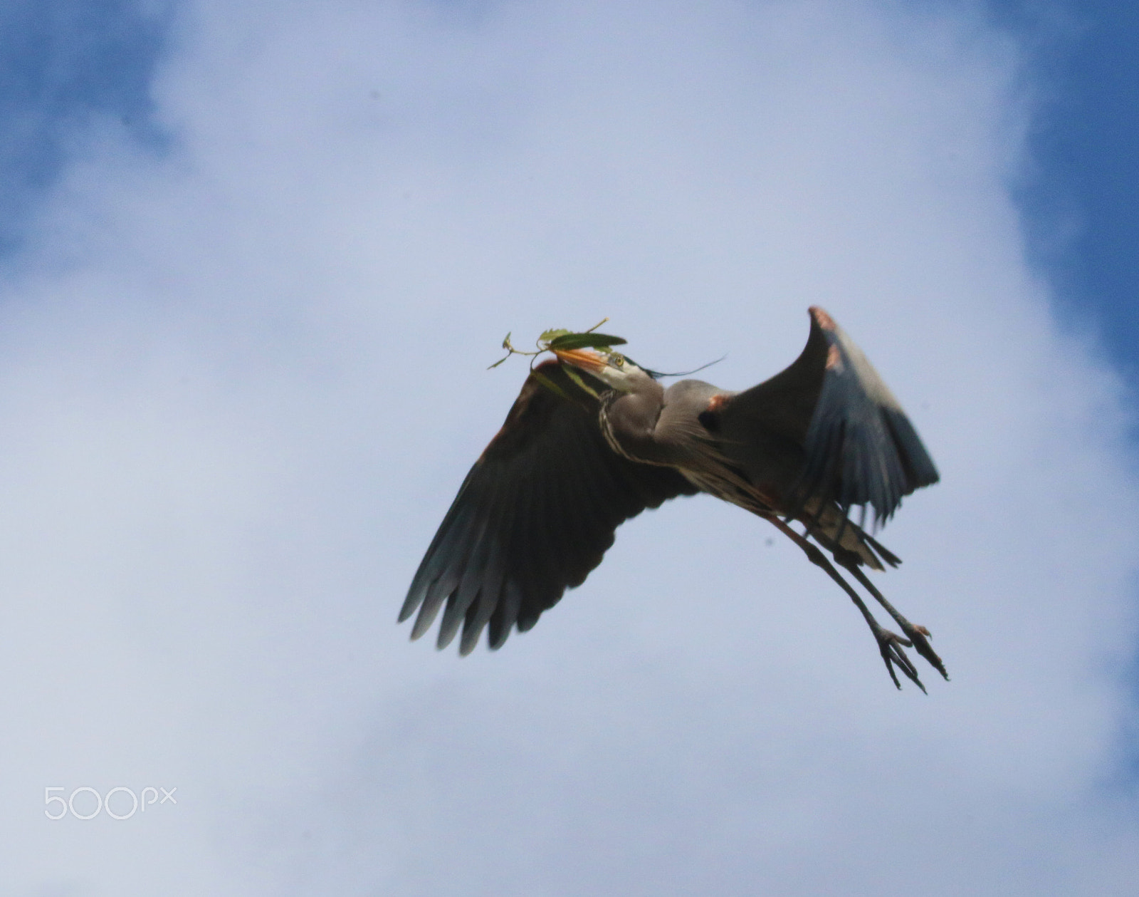 Canon EF 100-400mm F4.5-5.6L IS USM sample photo. Heron nest making photography
