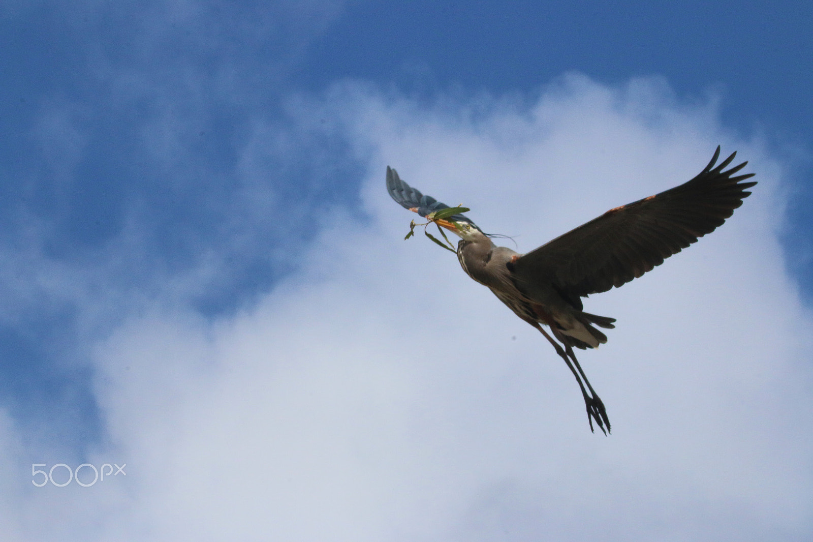 Canon EF 100-400mm F4.5-5.6L IS USM sample photo. Heron heading home to nest photography