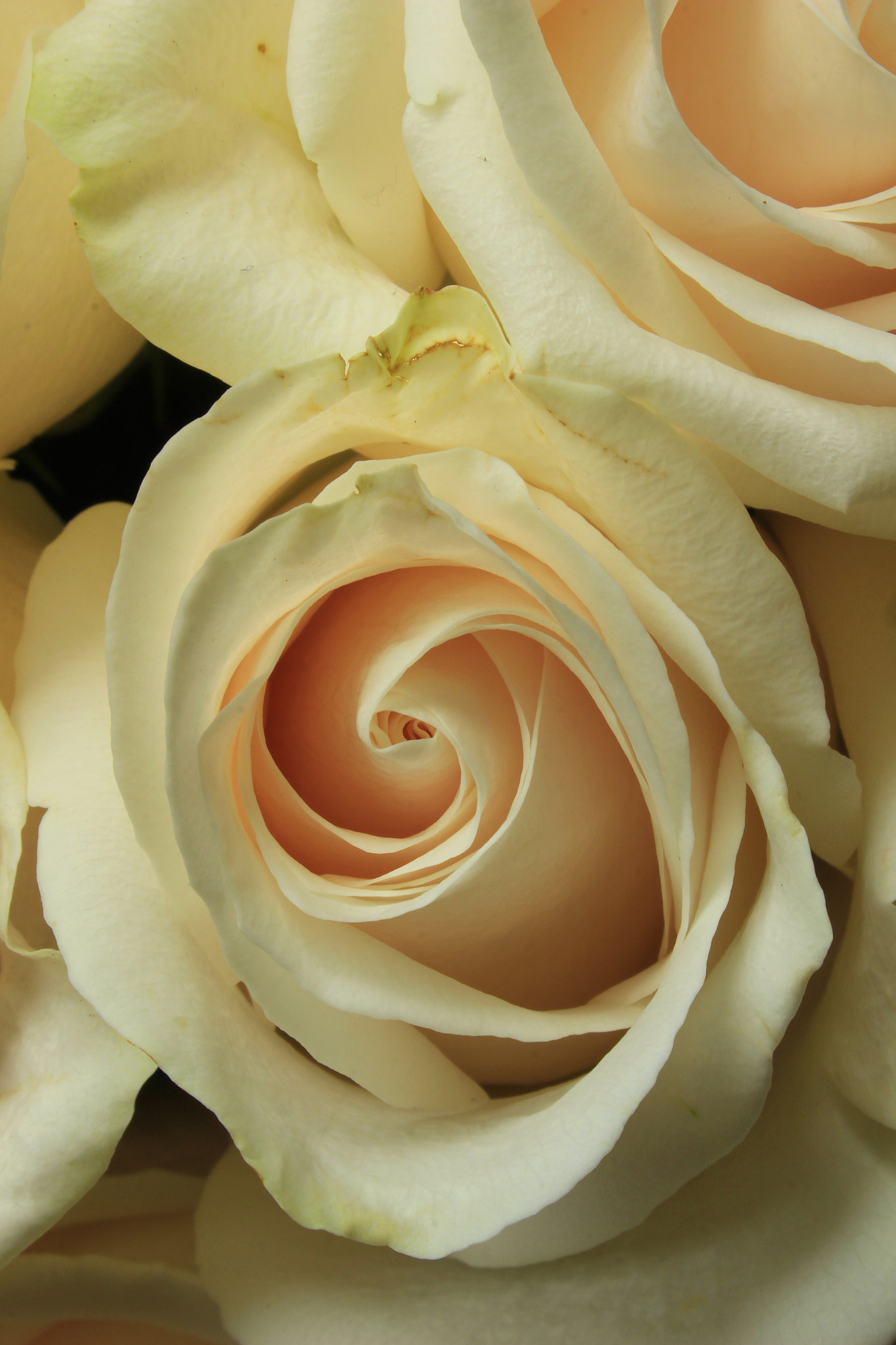 Canon EF-S 18-55mm F3.5-5.6 sample photo. Roses in white photography