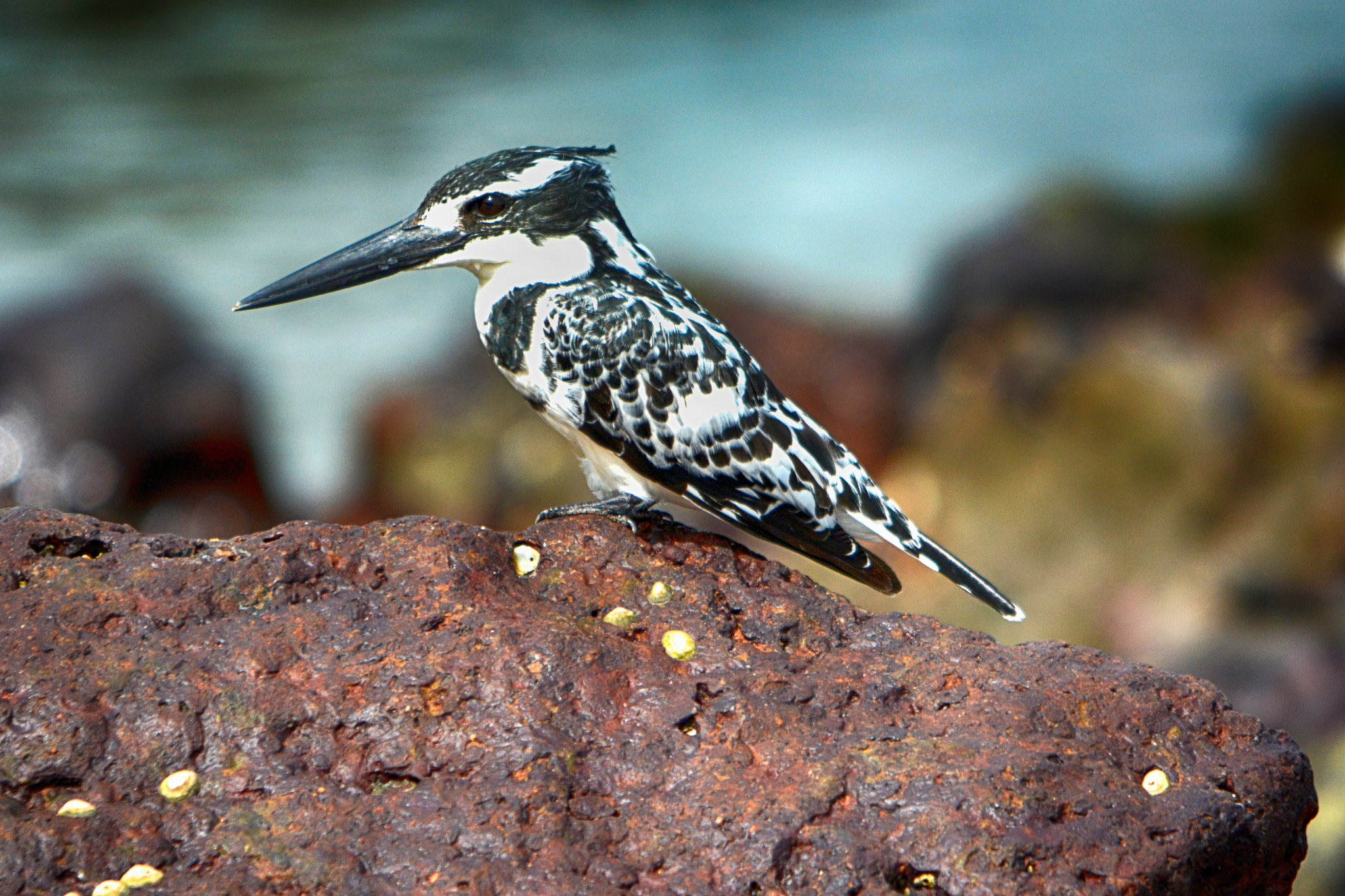 Sigma 150-500mm F5-6.3 DG OS HSM sample photo. Ceryle rudis in gambia photography